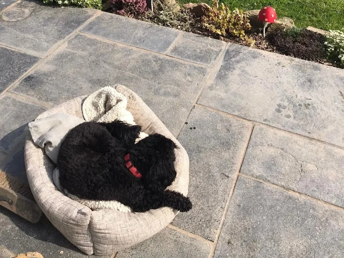 A black puppy with a red collar is sleeping in a round beige pet bed on a stone patio. The patio is bordered by a garden with plants and a red mushroom-shaped garden ornament.