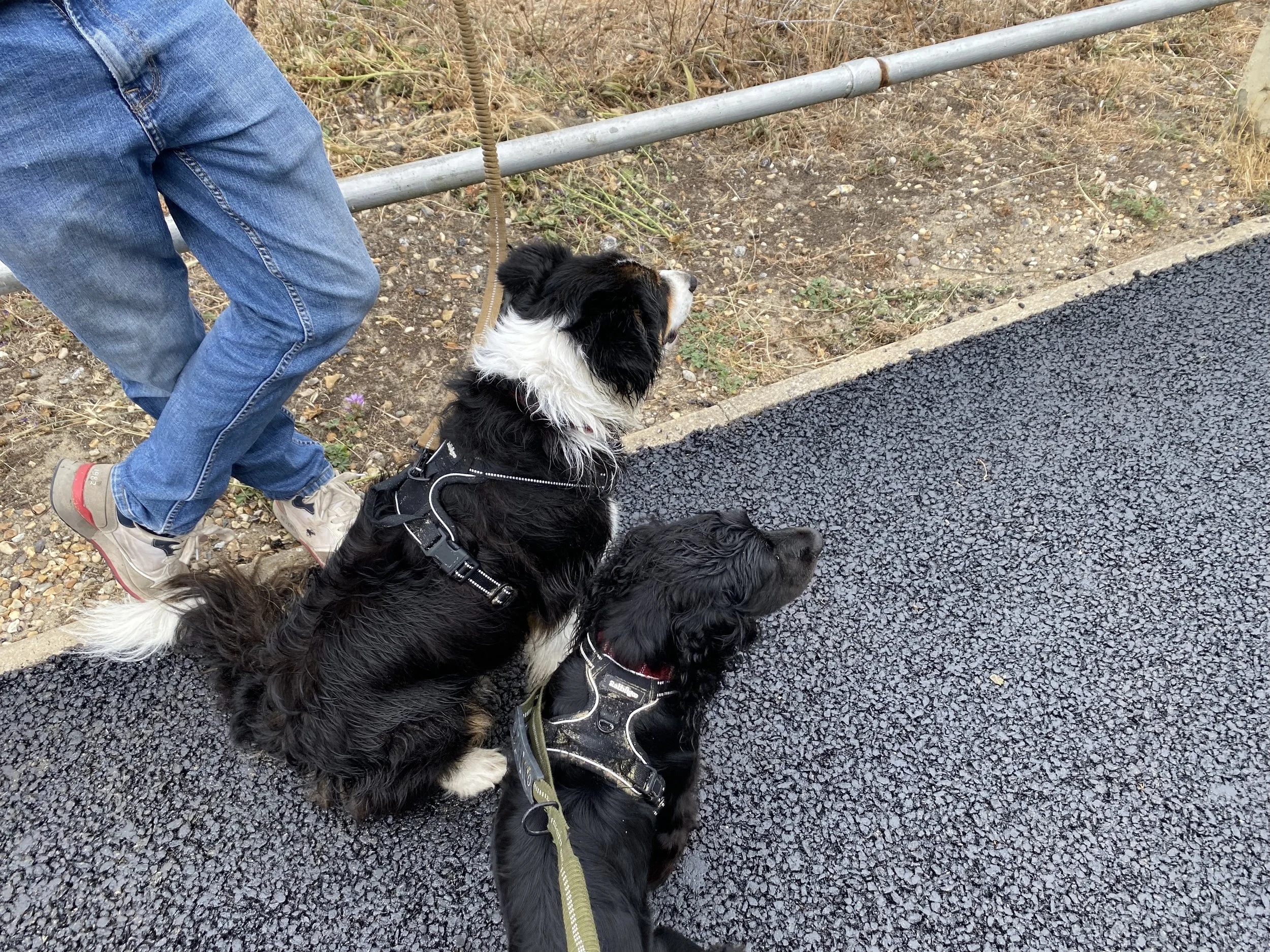 A person walking two Bernese Mountain Dogs on leashes along a paved path with a metal rail and dry grass on the side.