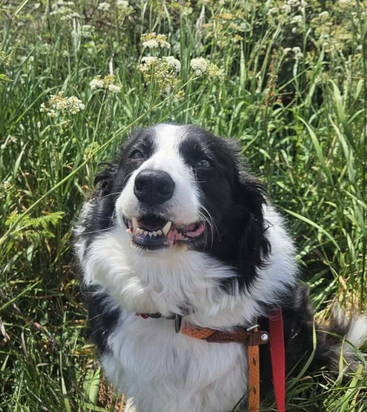 A happy black and white dog sitting in tall grass with wildflowers.