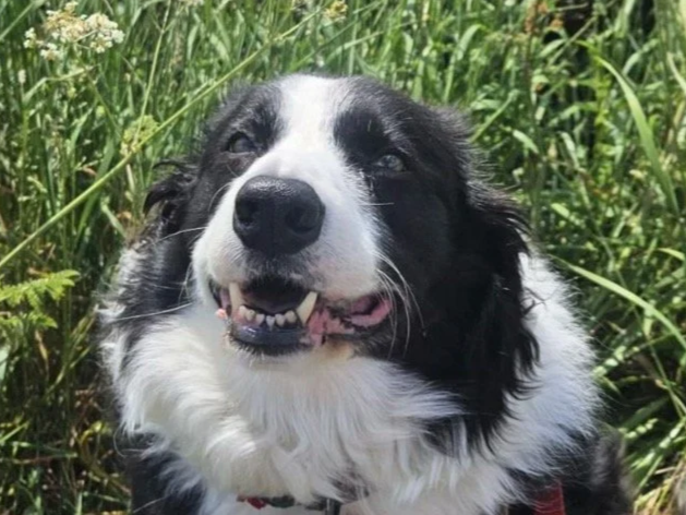 A happy black and white dog with a smiling face standing in tall green grass.