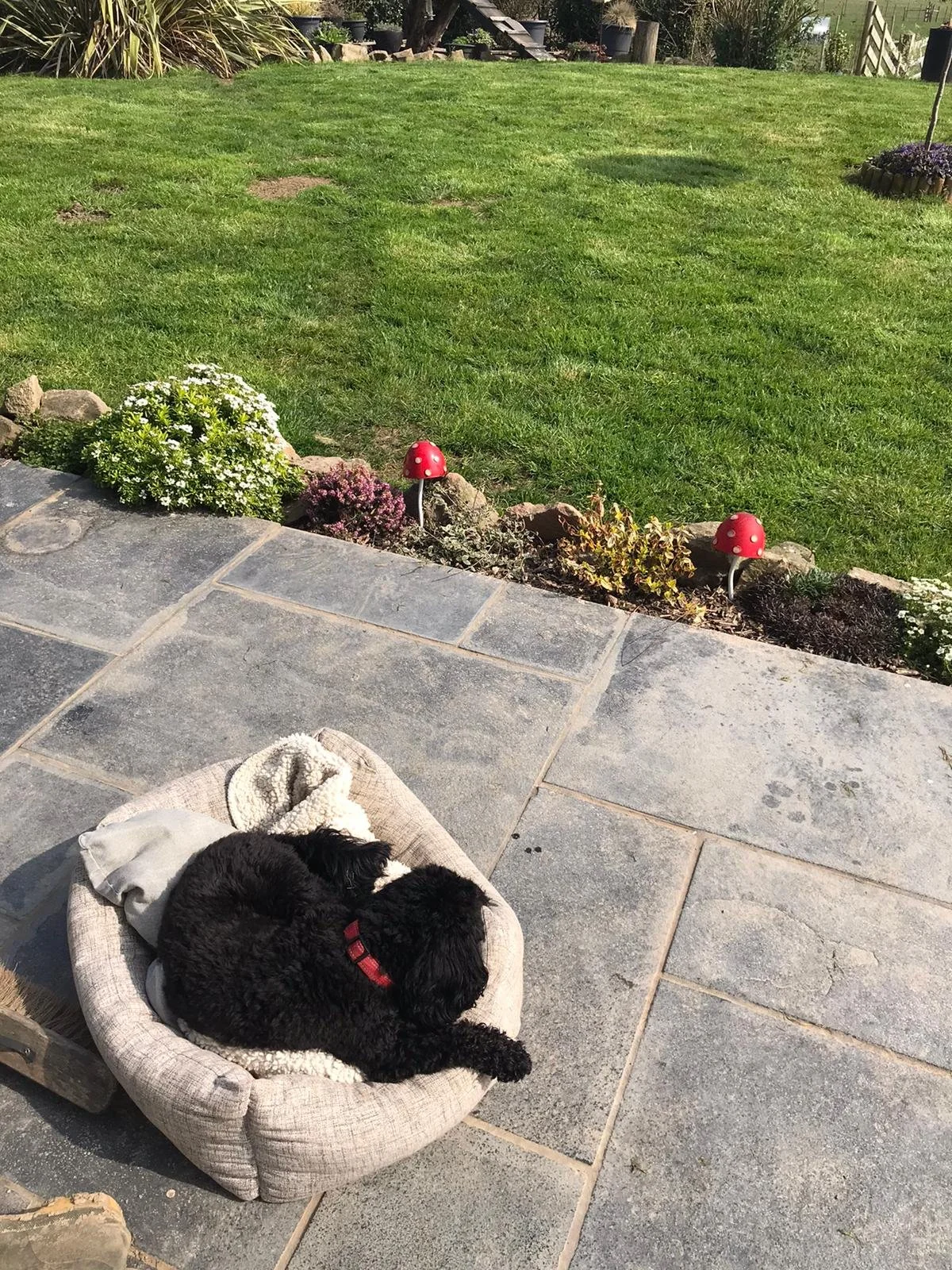 A black puppy sleeping in a beige dog bed on a stone patio, with a small blanket next to it. In the background, there is a well-kept grassy yard with small decorative mushrooms and plants along the edge.
