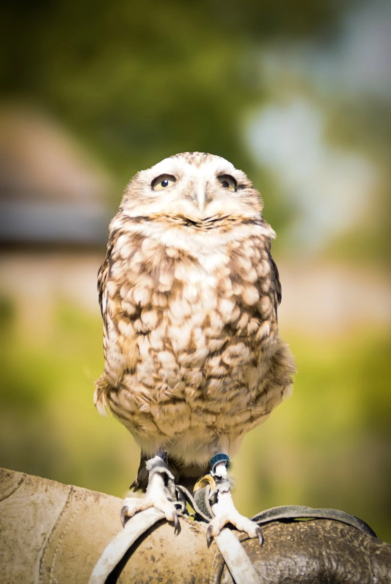 littleowl.jpg