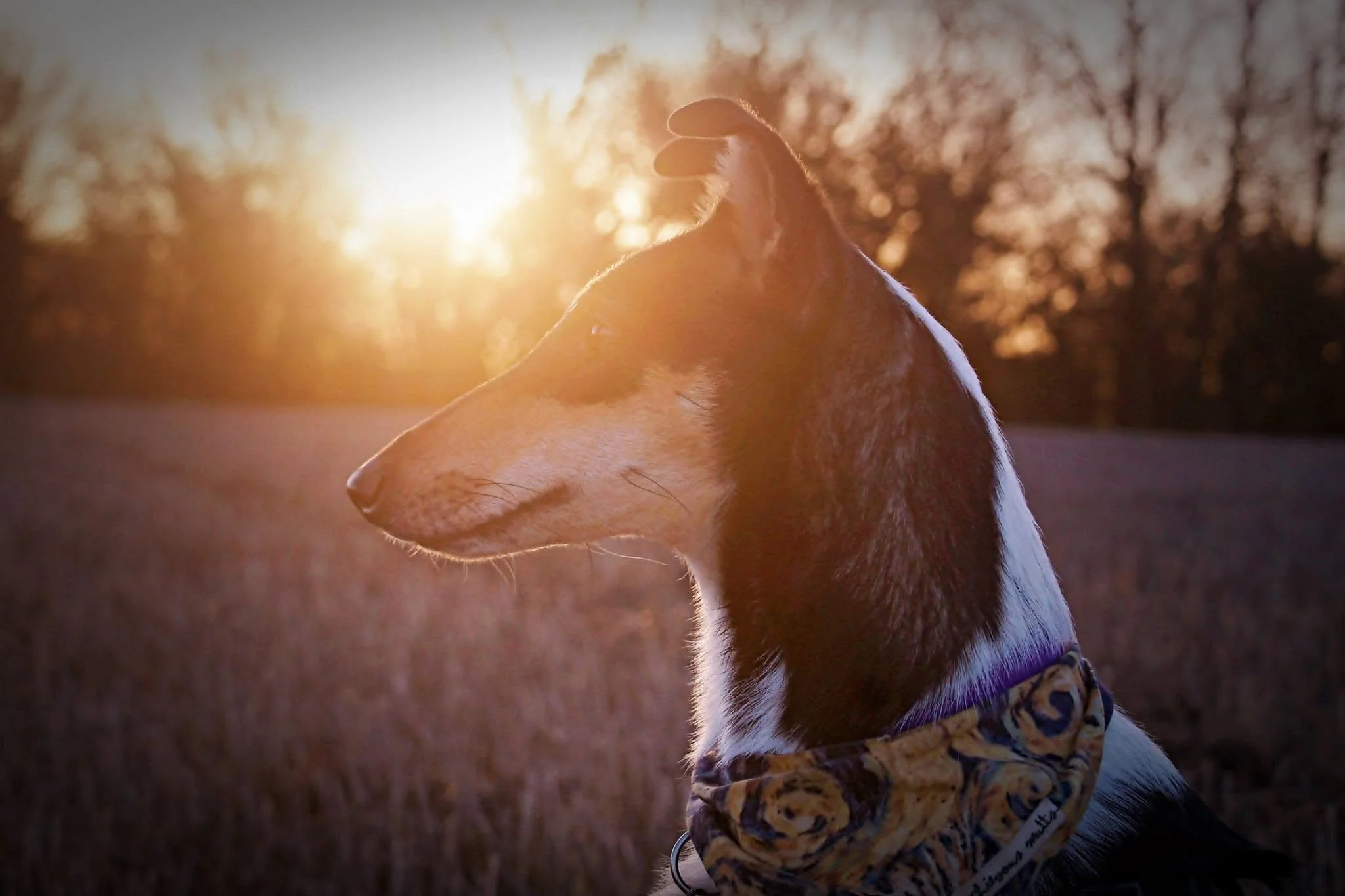 kikipupsunset.jpg