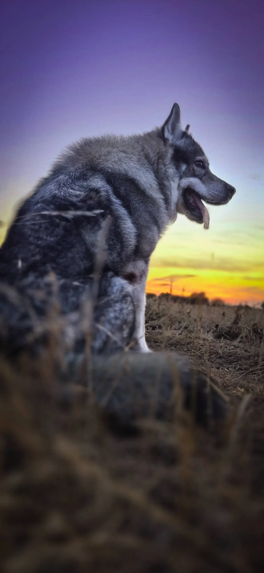 mousesunset.jpg