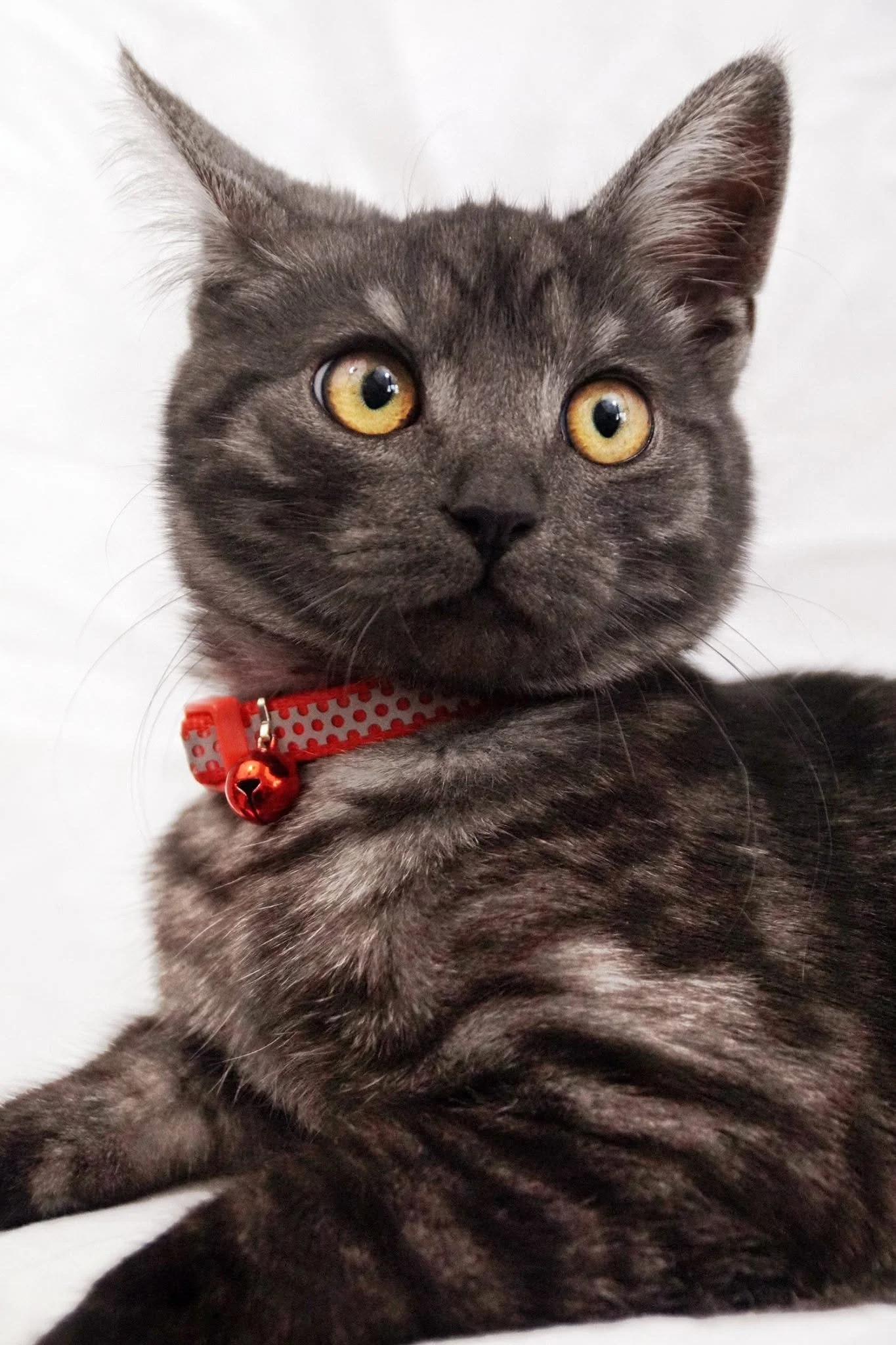 pitou2.jpg