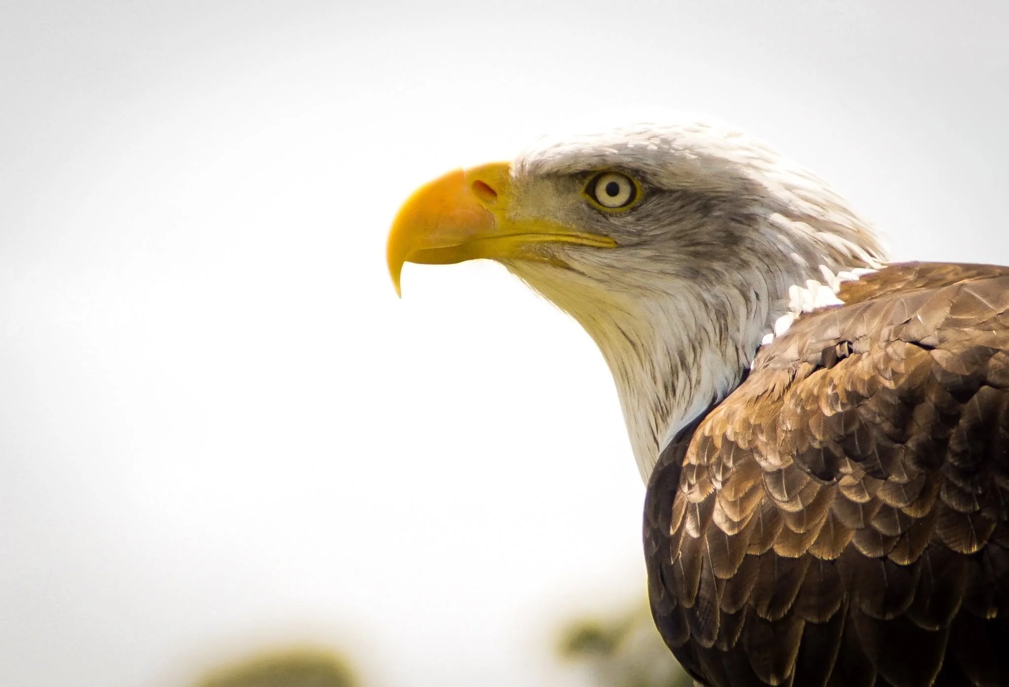 fisheagle.jpg