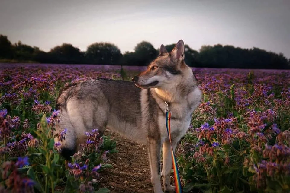mouseborage.jpg