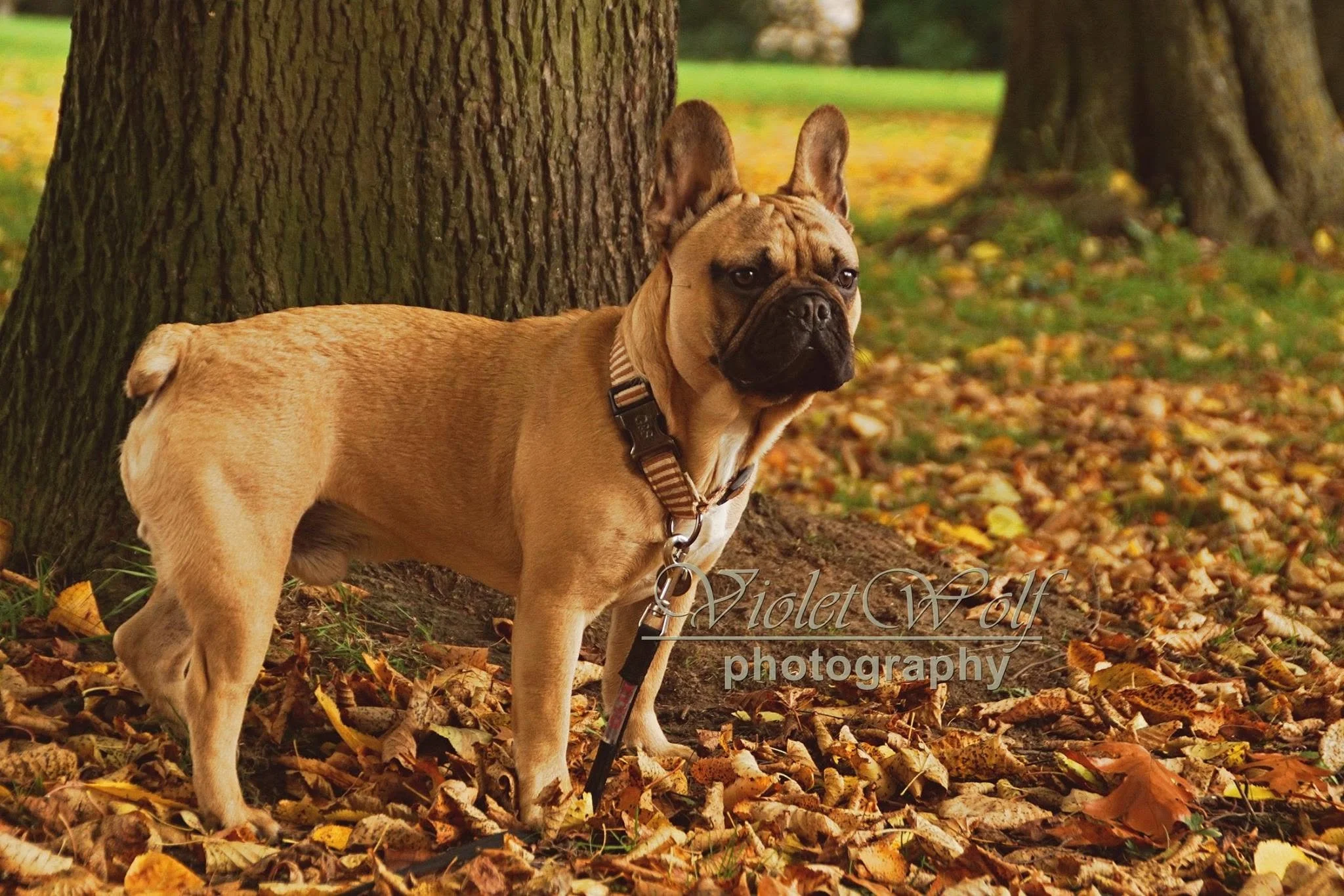frenchie.jpg
