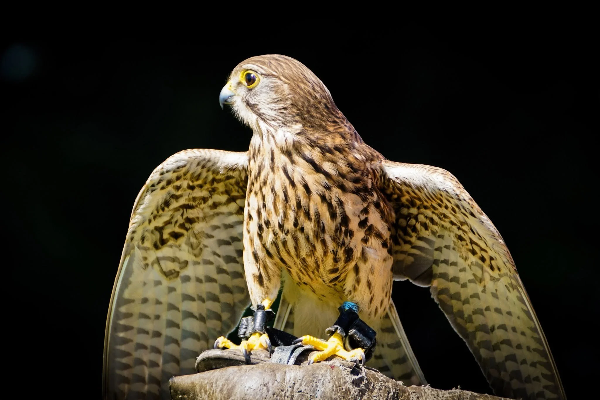 kestrel.jpg