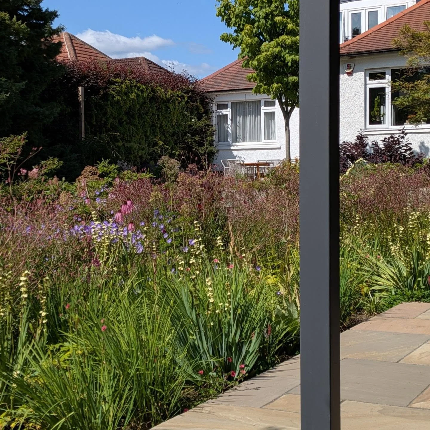 The Barnton Meadow is in full bloom again. This garden is absolutely humming with life! #gardendesign #meadows #wildlifegardening #edinburgh