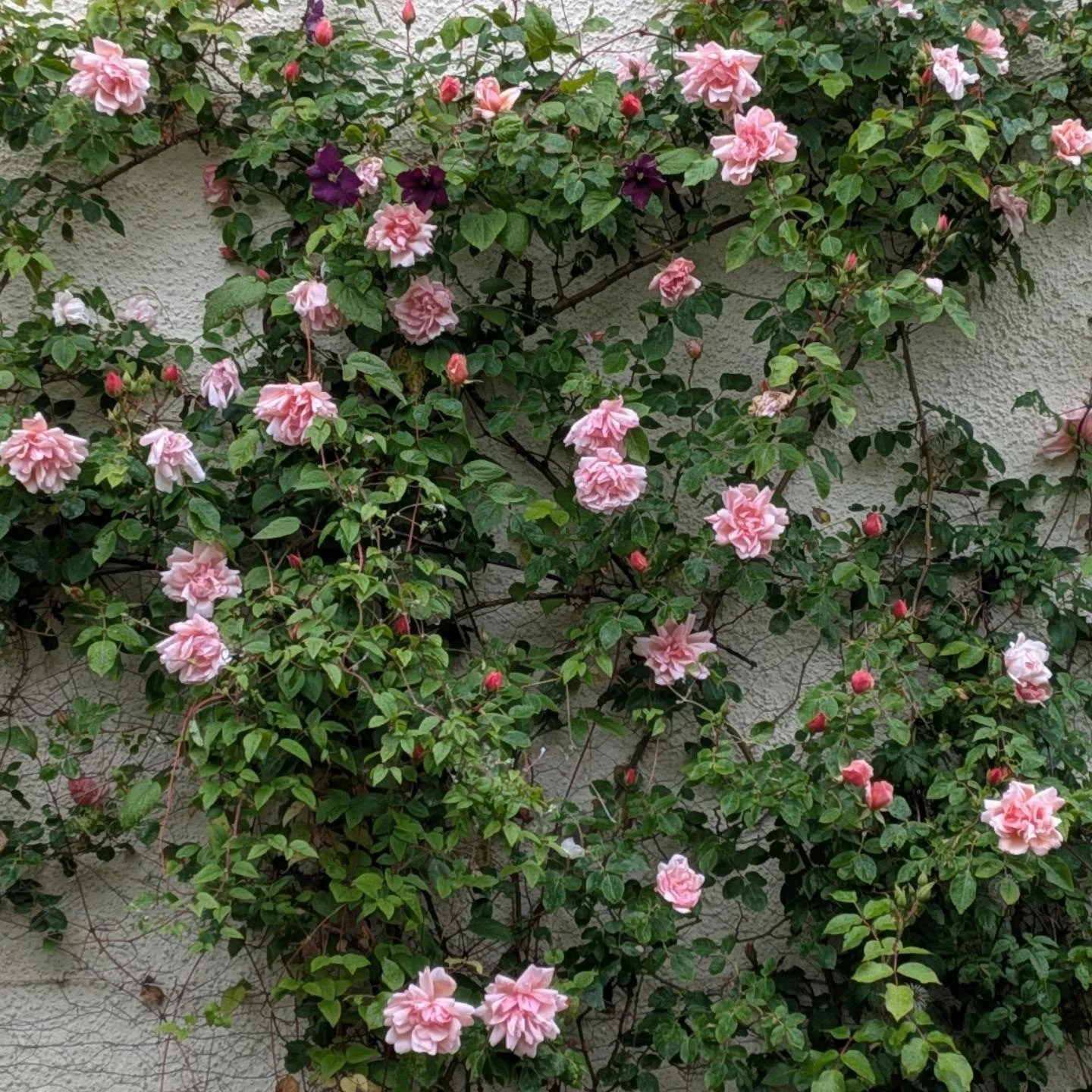 There are certain plants that need a skilled and firm hand when pruning to achieve beautiful flowering year after year. Roses and wisteria are great examples. #horticulture #gardens #edinburgh