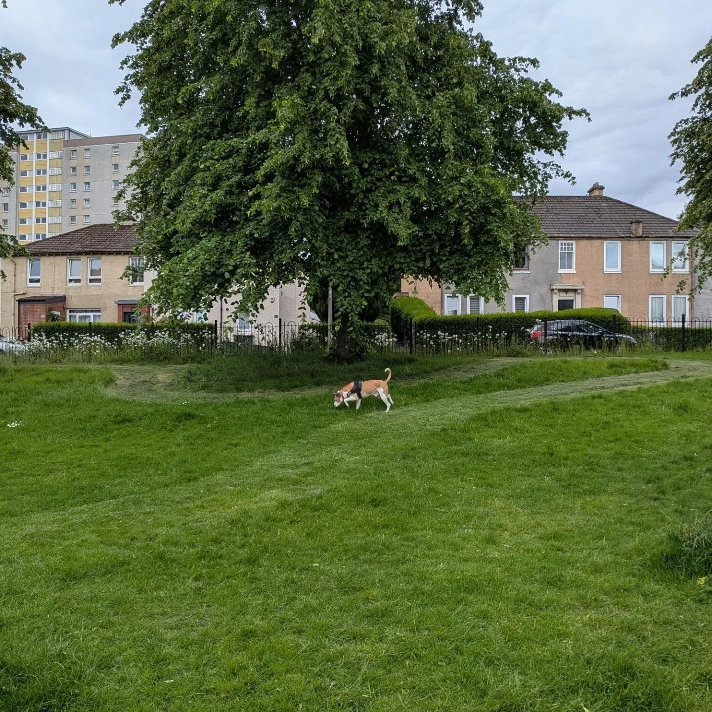 Loving the new park management style in the Craigentinny dog parks @edinburgh_council . Allowing the grass and wildflowers to grow tall with mown paths throughout. Jethro loves the longer grass too!