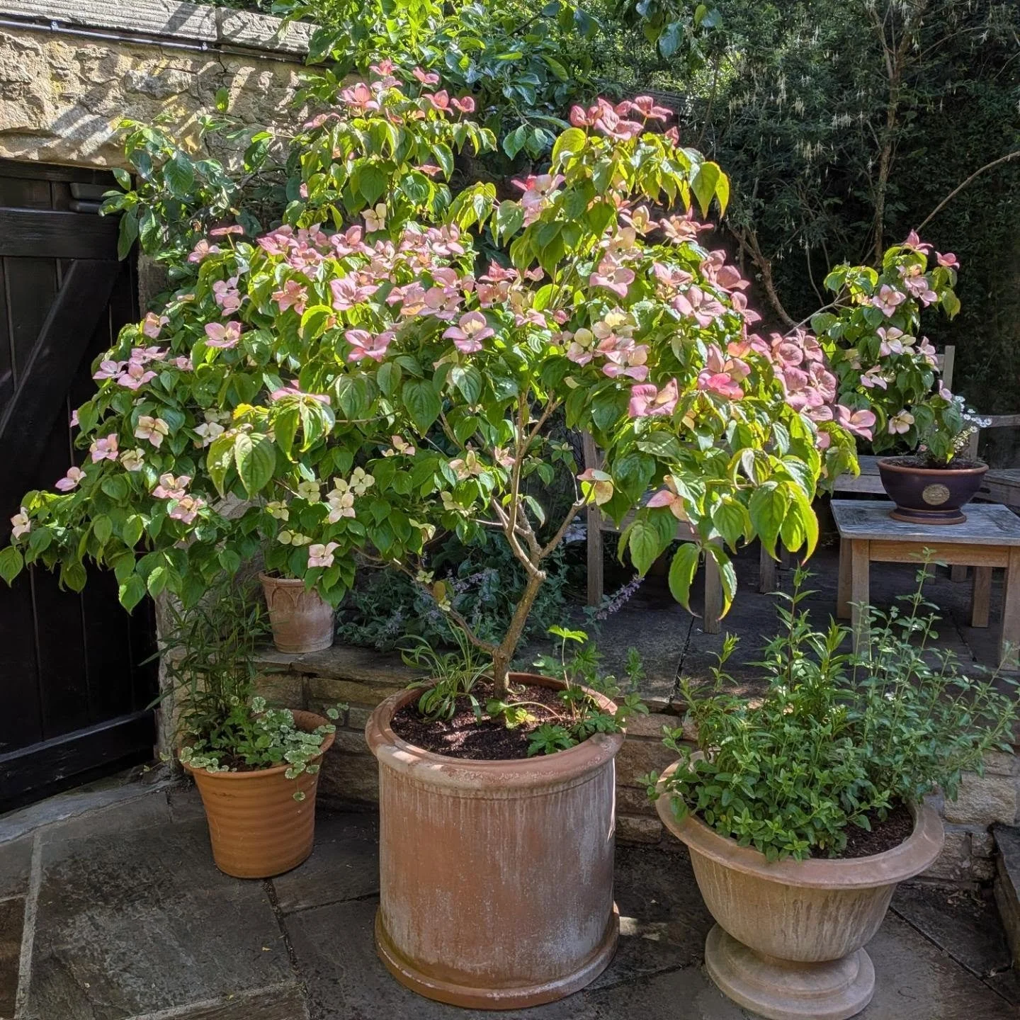 This Cornus kousa 'Miss Satomi' is looking incredible in the sun today #gardens #gardendesign #edinburgh