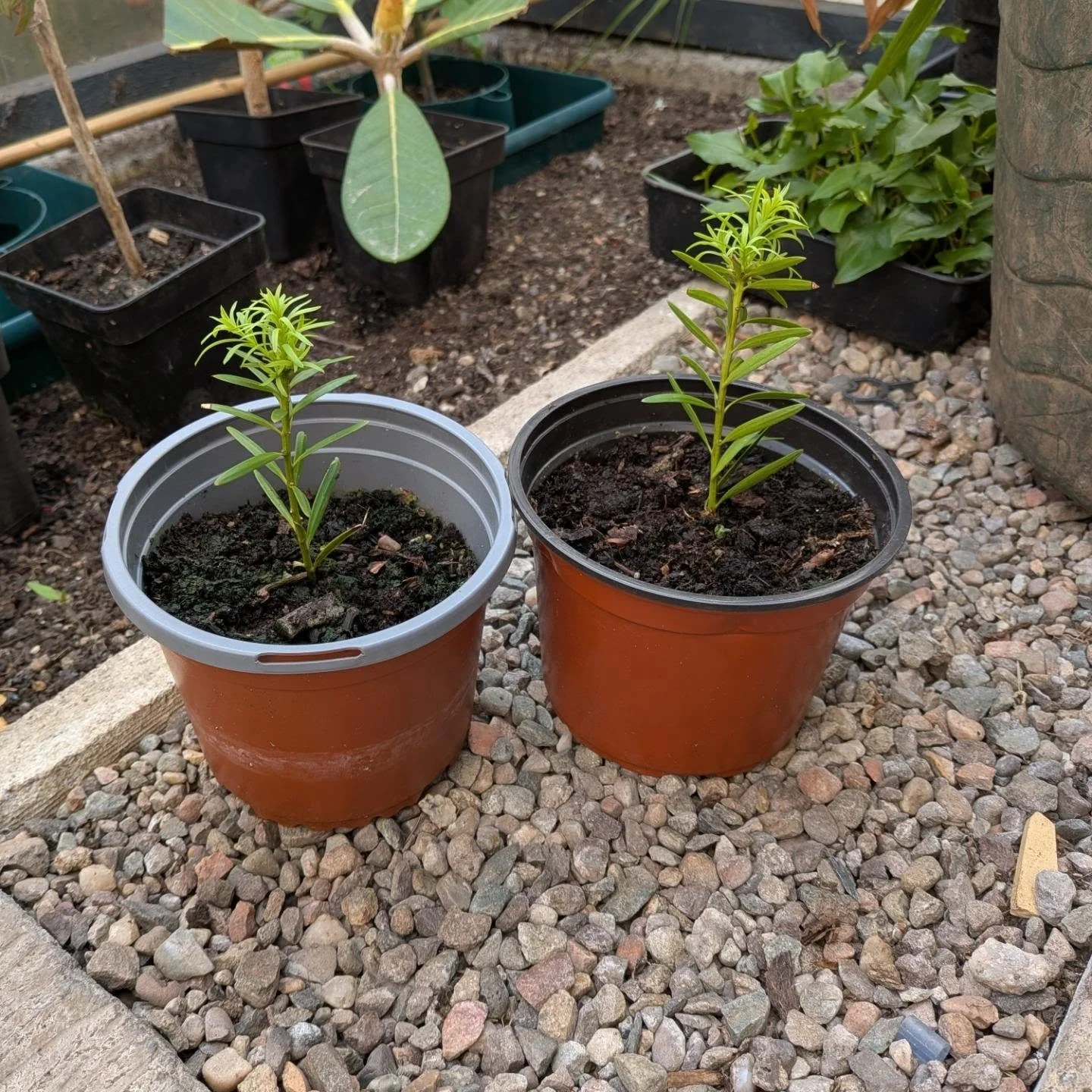 I've been challenged to a topiary race by a client. First to a well formed 30cm Podocarpus ball wins. Game on Caroline! #gardening #topiary #hortitorture #edinburgh #podocarpus