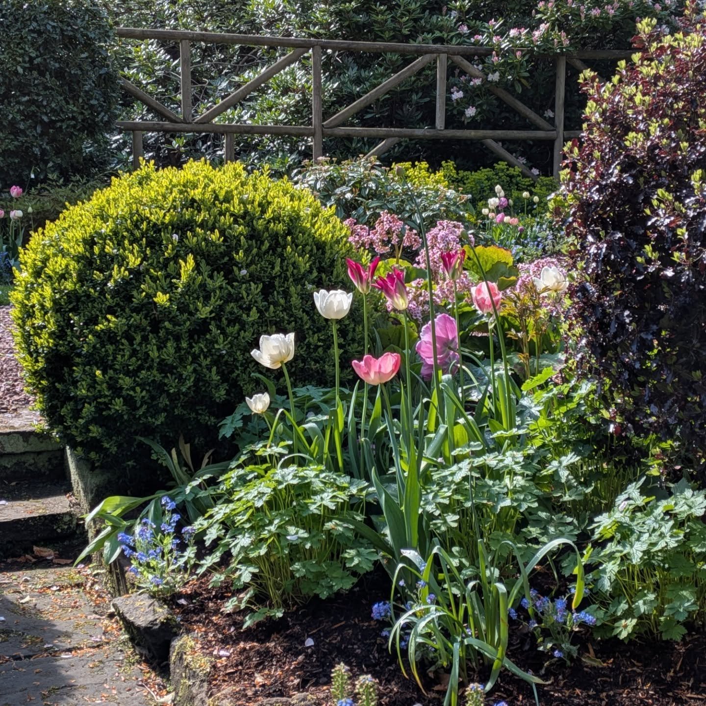 Beautiful morning working in this excellent example of an arts &amp; crafts garden in Edinburgh. The owner herself has lovingly developed this garden over many years, creating deep herbaceous borders and  establishing a fantastic woodland garden #gar