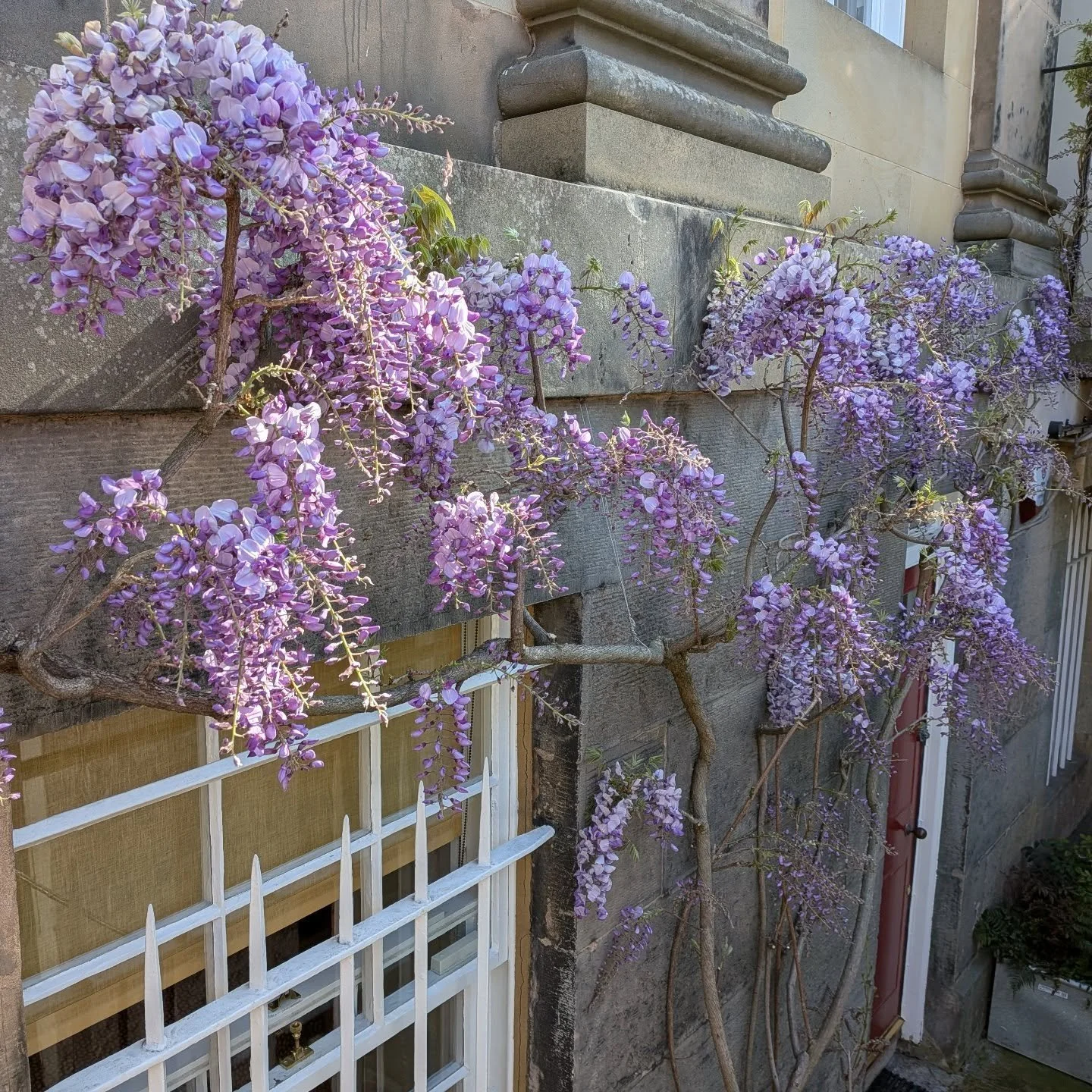 It's going to be a great year for this wisteria #wisteria #gardens #edinburgh #stockbridge