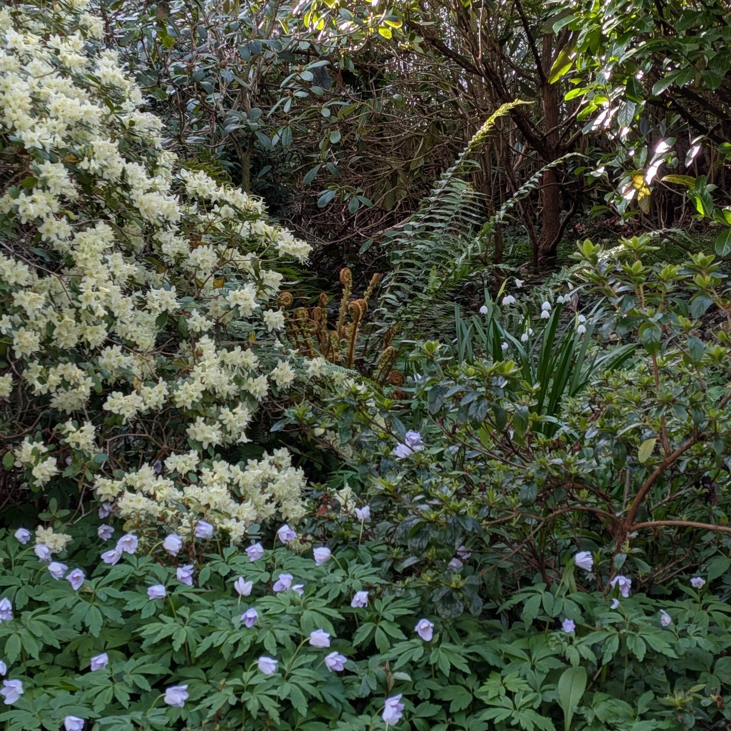 Some beautiful spring snapshots from a Colinton garden #gardens #edinburgh