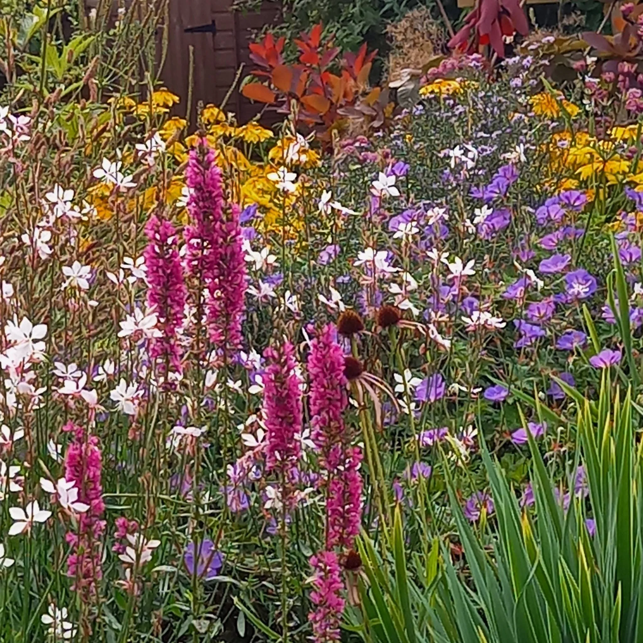 We sure packed a lot of colour into our Barnton garden! #gardendesign #gardens #edinburgh #bullfinchgardendesign #meadows