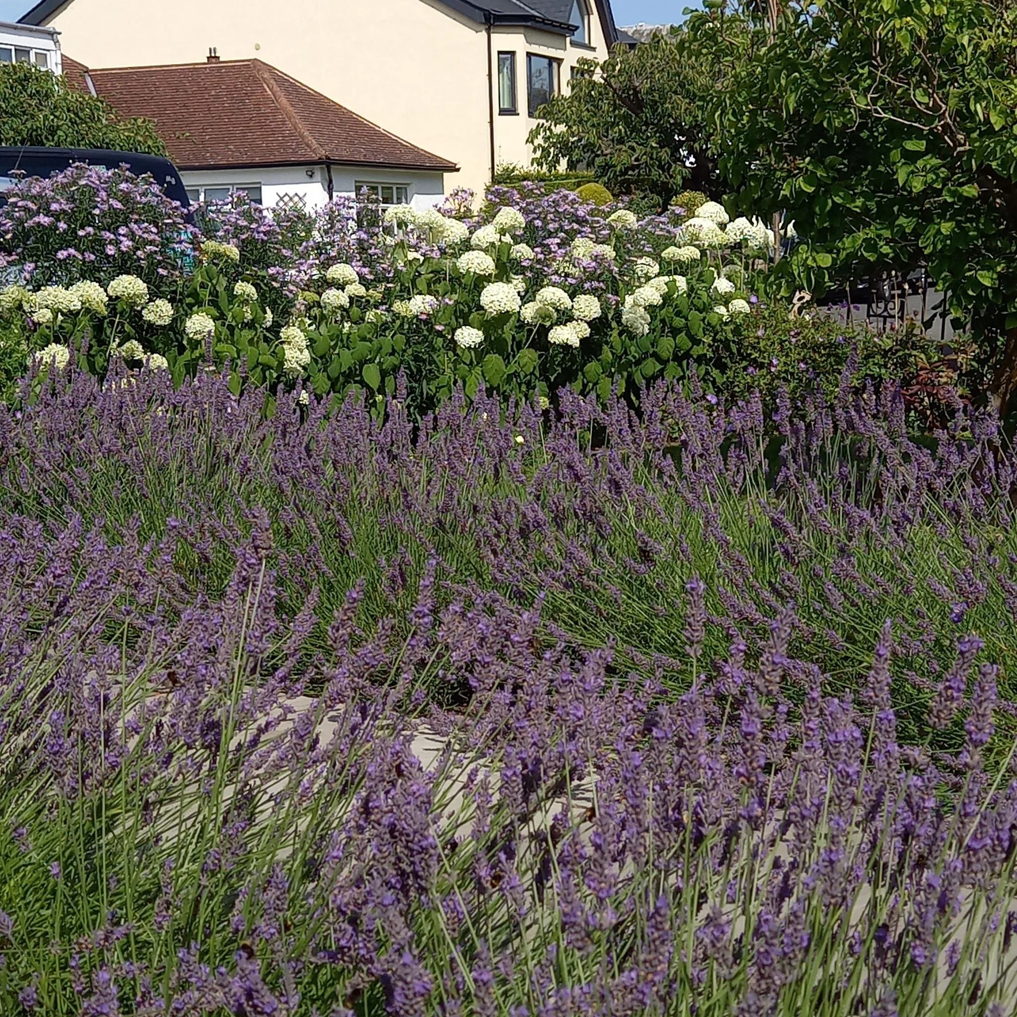 Lavender hedges humming with bees in August #gardendesign #gardens #edinburgh #bullfinchgardendesign