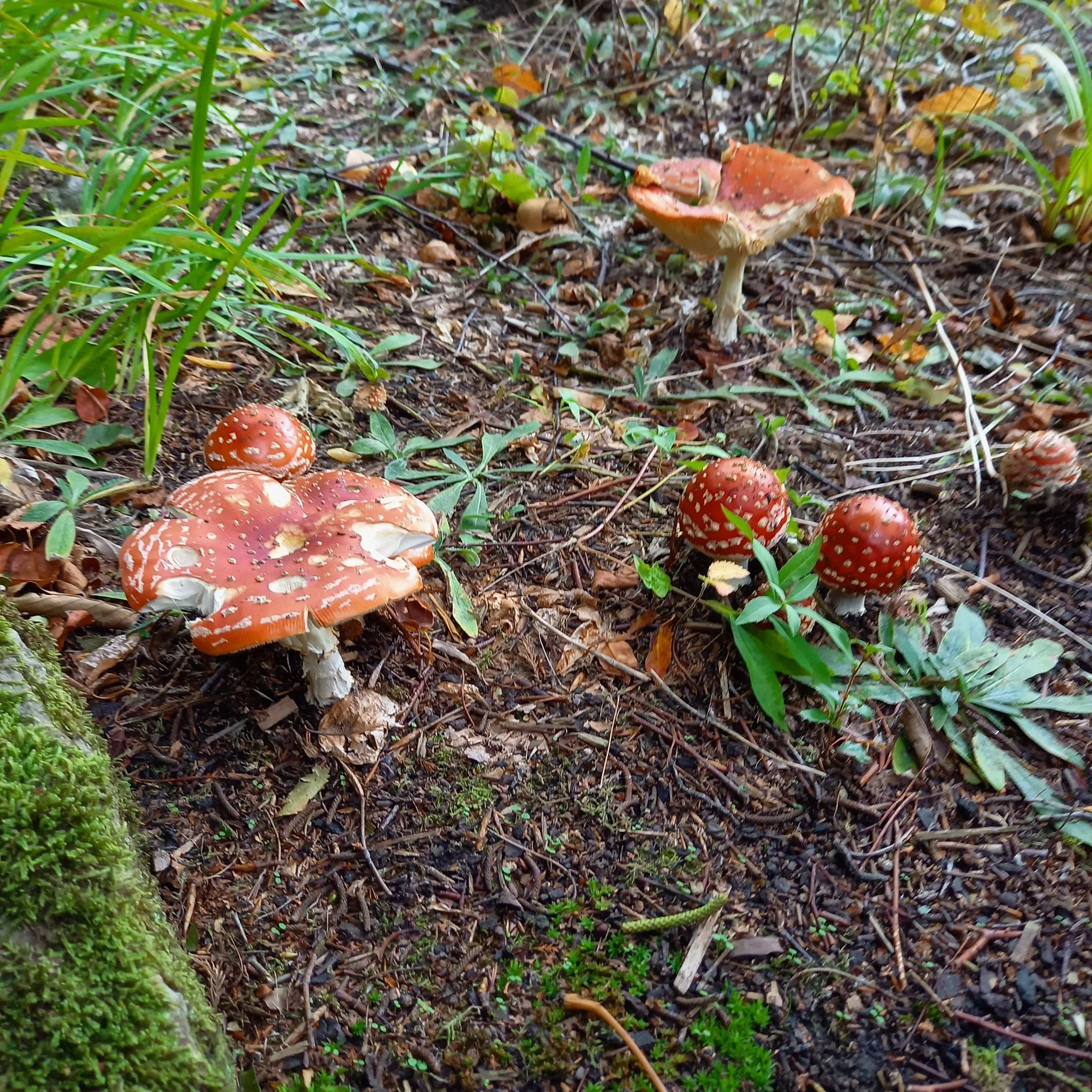 Love to see these stunning Amanita muscaria toadstools appear in the autumn. This patch are likely in a symbiotic relationship with the birch tree spreading out overhead #fungi #gardens #edinburgh