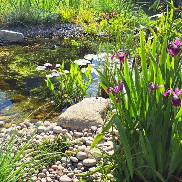 Pond3.jpg