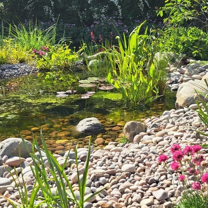 Photo of a pond and plants in the sun