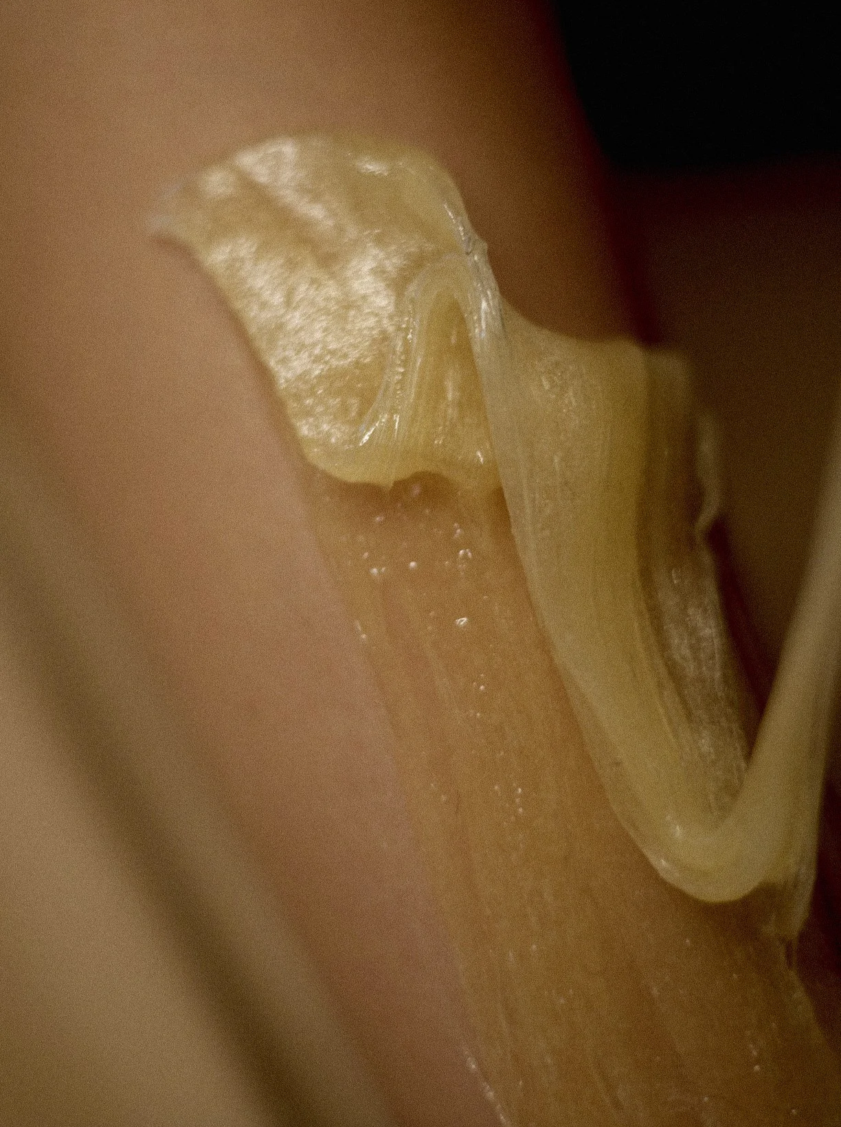 Close-up of natural sugar paste being applied during a sugaring hair removal treatment.