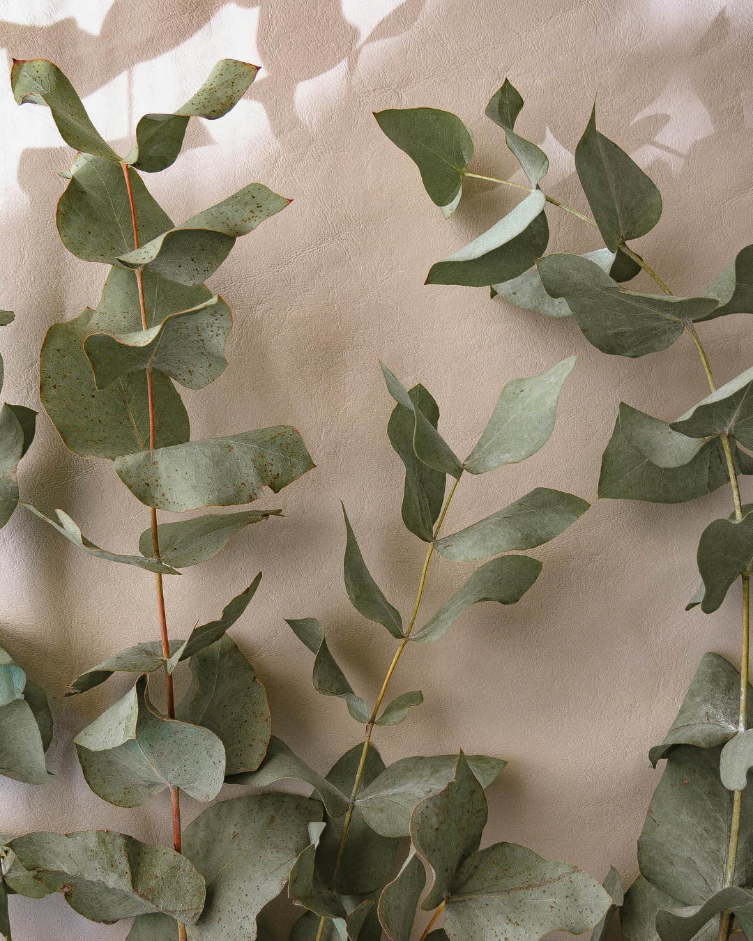 Close-up of eucalyptus branches with green leaves against a textured beige wall.