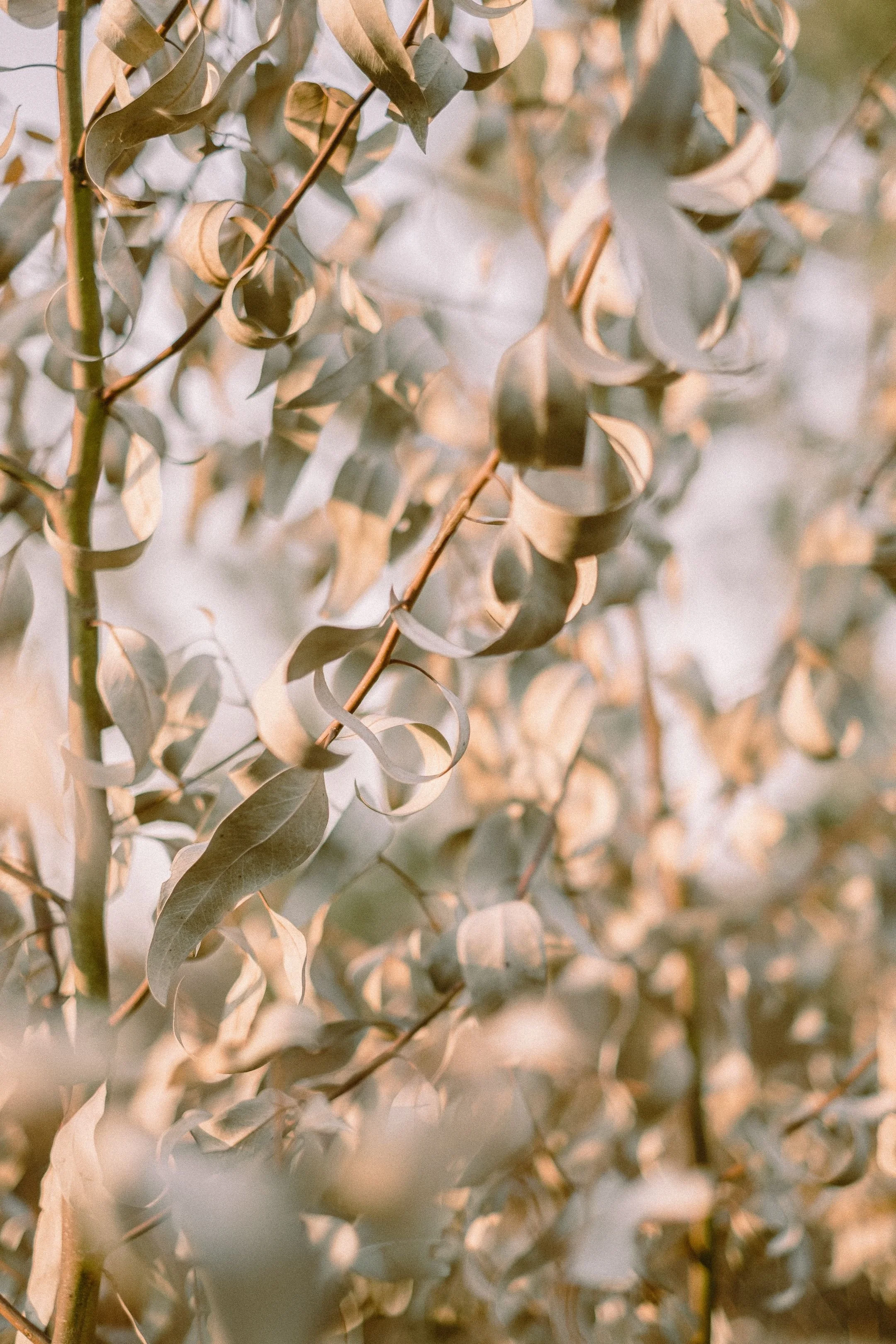 Close-up of eucalyptus leaves and branches with a soft focus background.