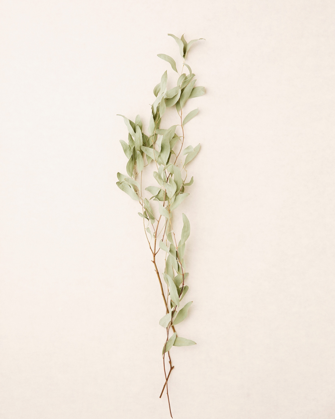 A sprig of eucalyptus leaves on a white background.