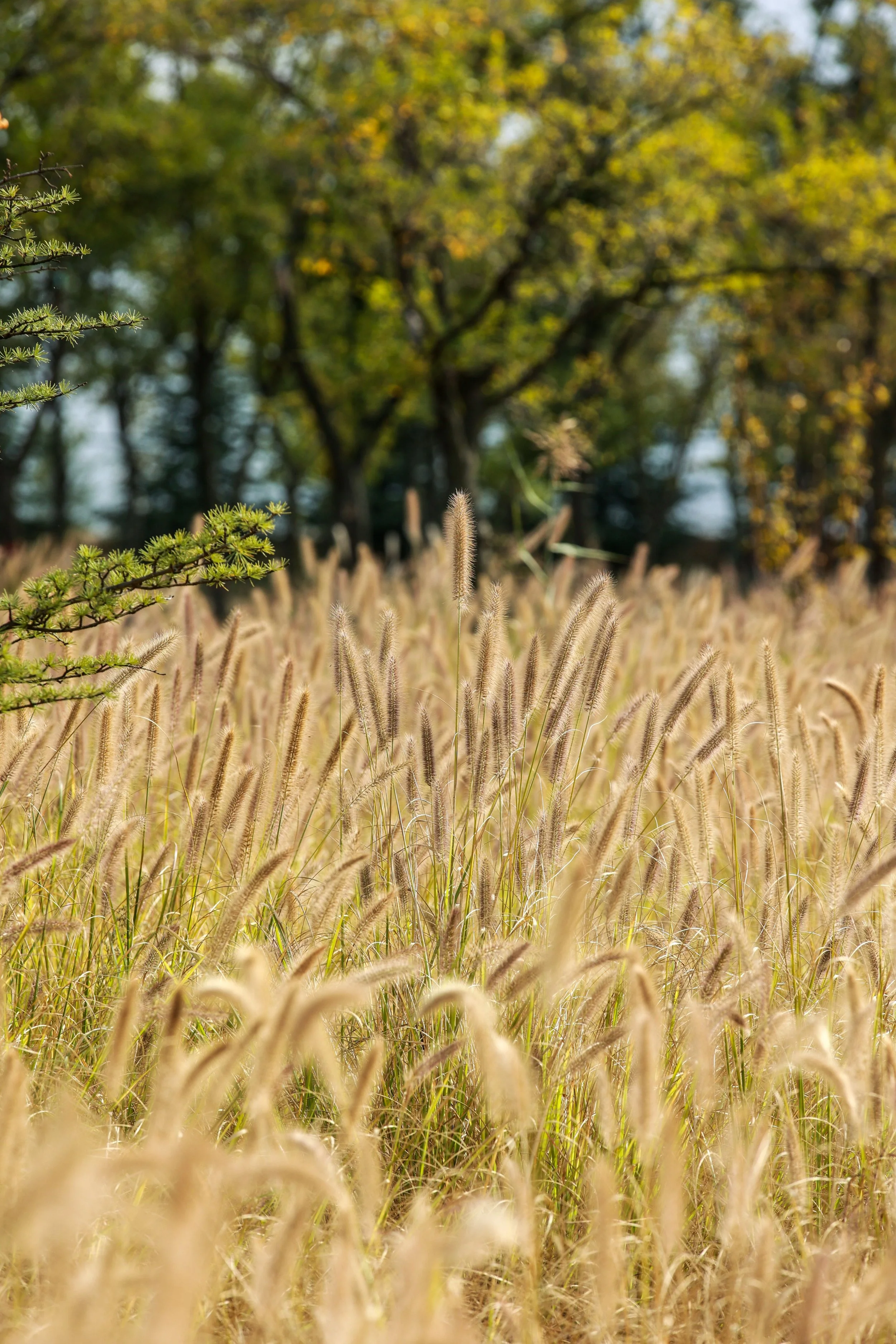 Golden grass in the foreground with green leafy trees in the background under sunlight.