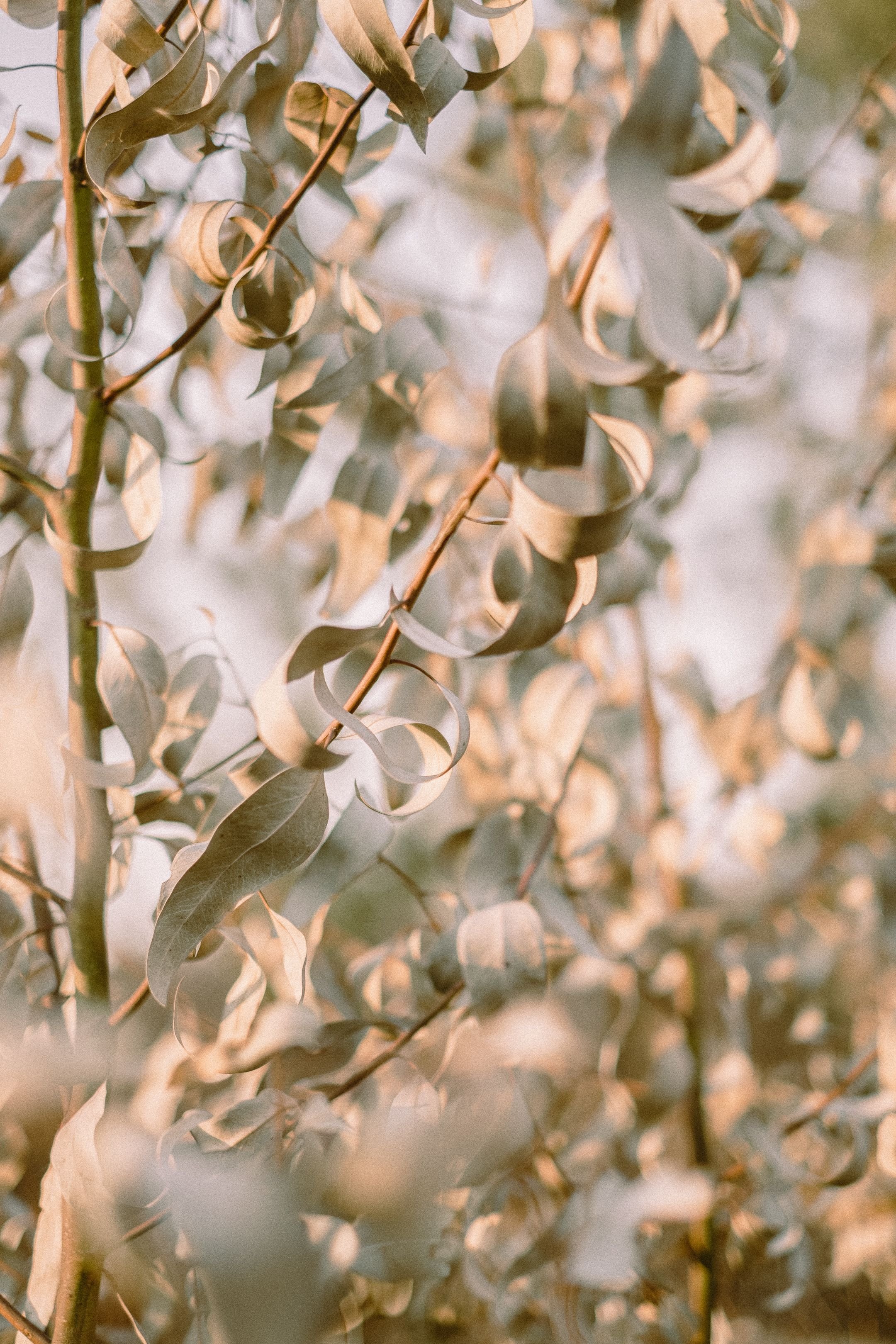 Eucalyptus branches with dry, curled leaves in muted tones