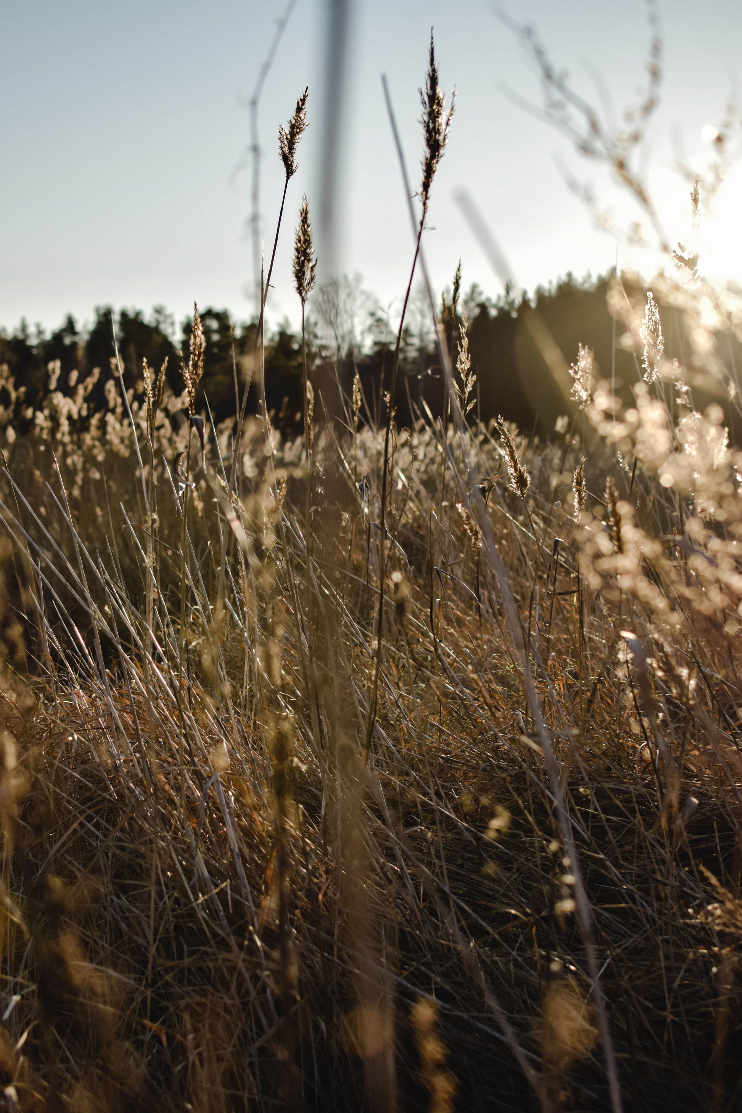 Tall grasses in a field with the sun setting or rising in the background, creating a warm glow.