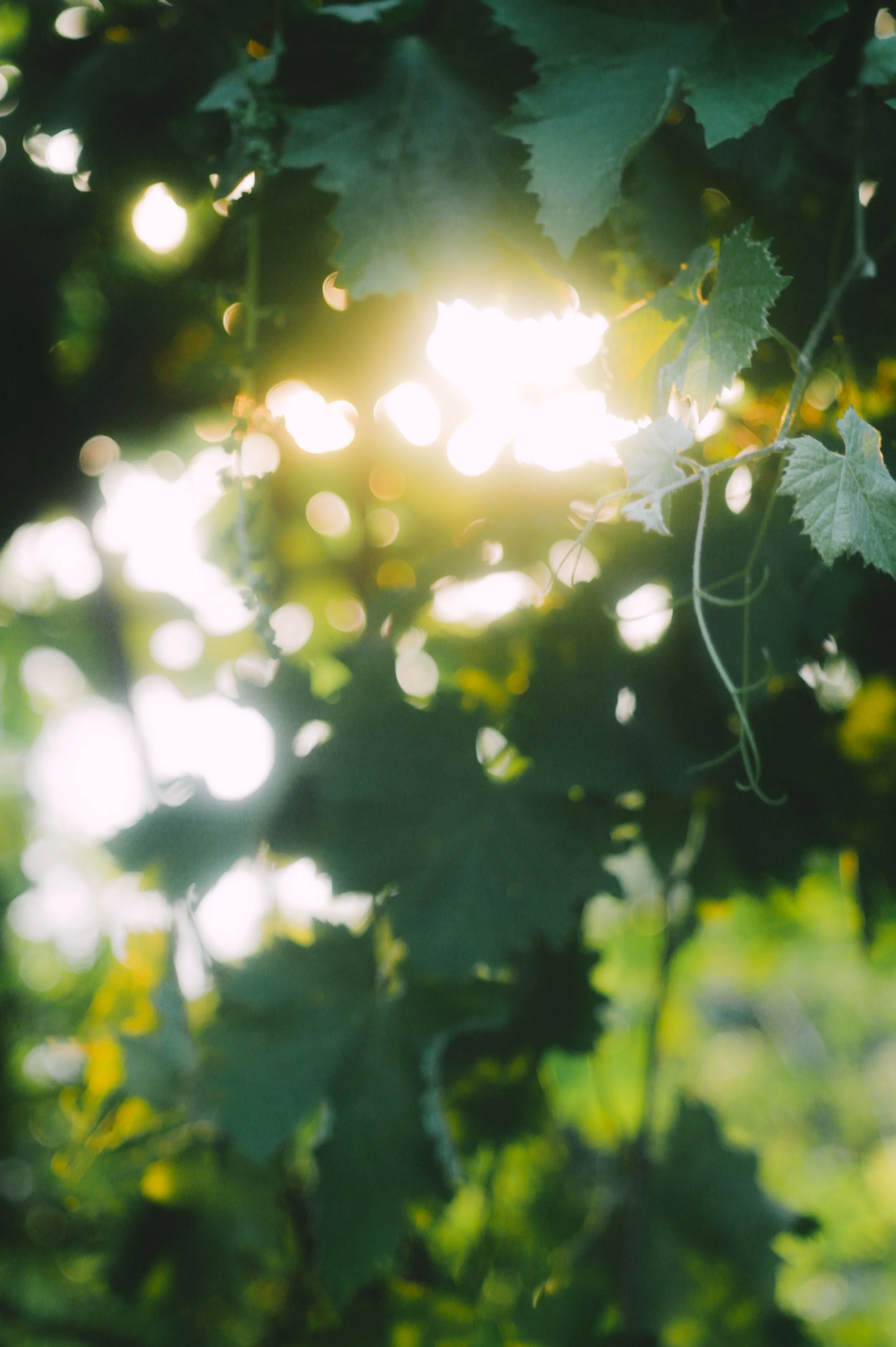 Sunlight shining through green leaves of a grapevine.