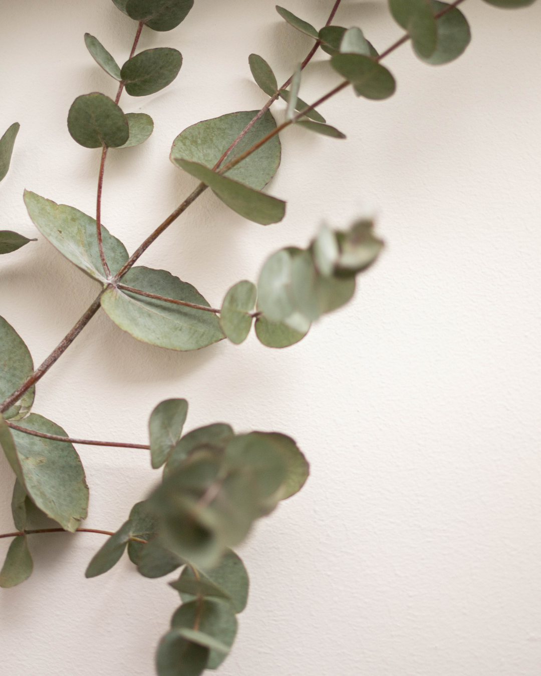 Close-up of eucalyptus leaves on a branch against a plain wall.