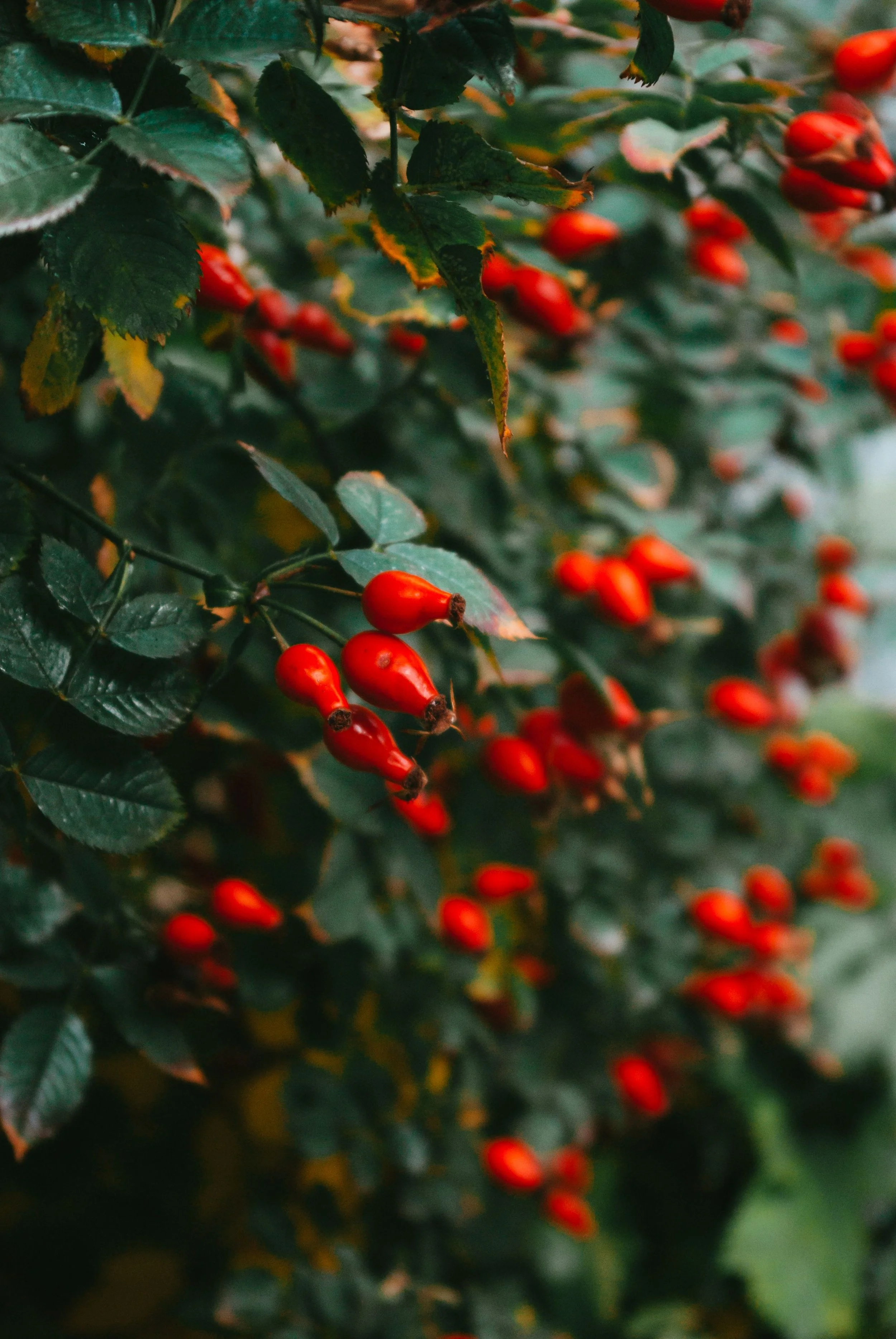 Rose Hip