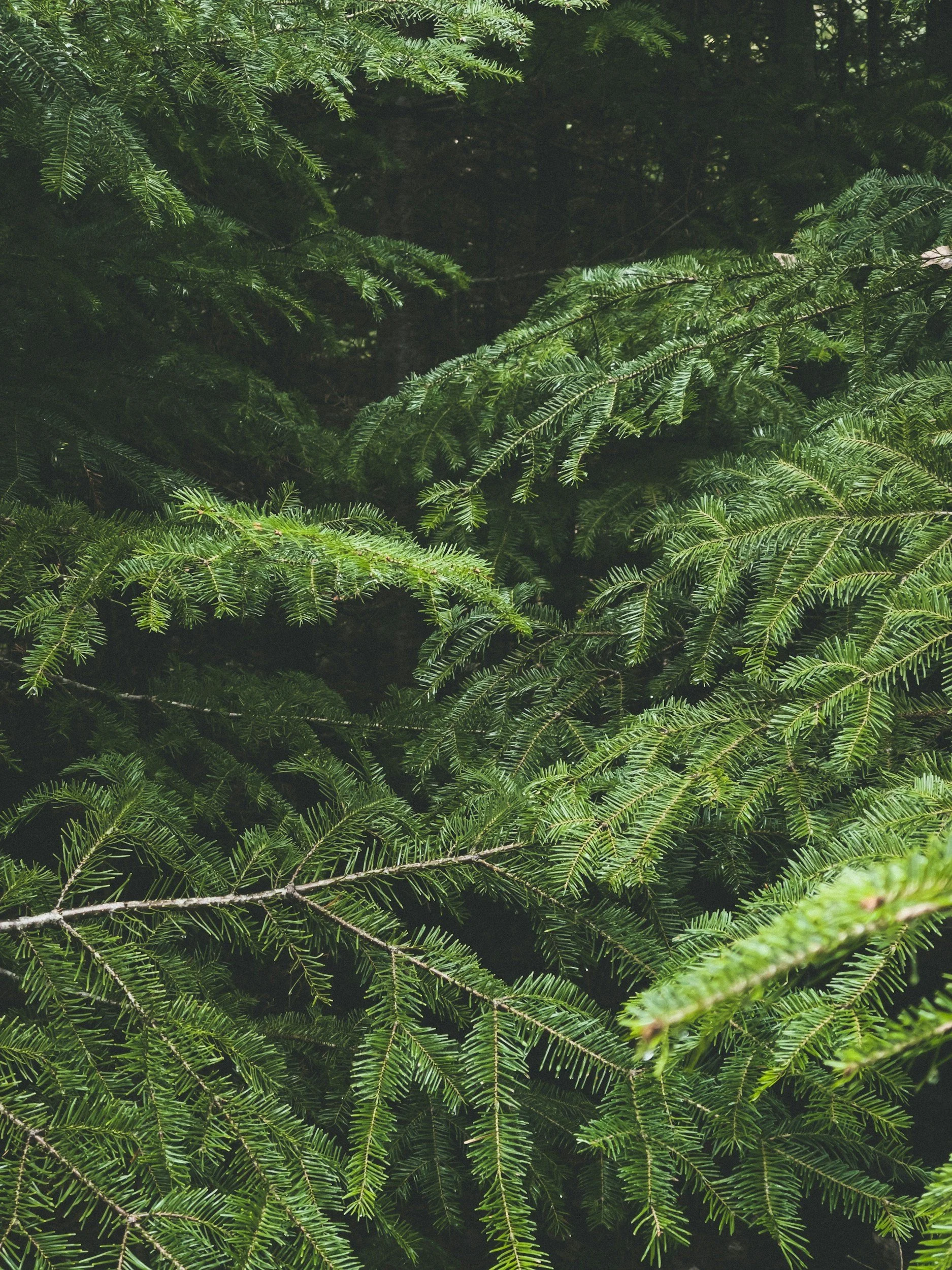 Spruce Tips
