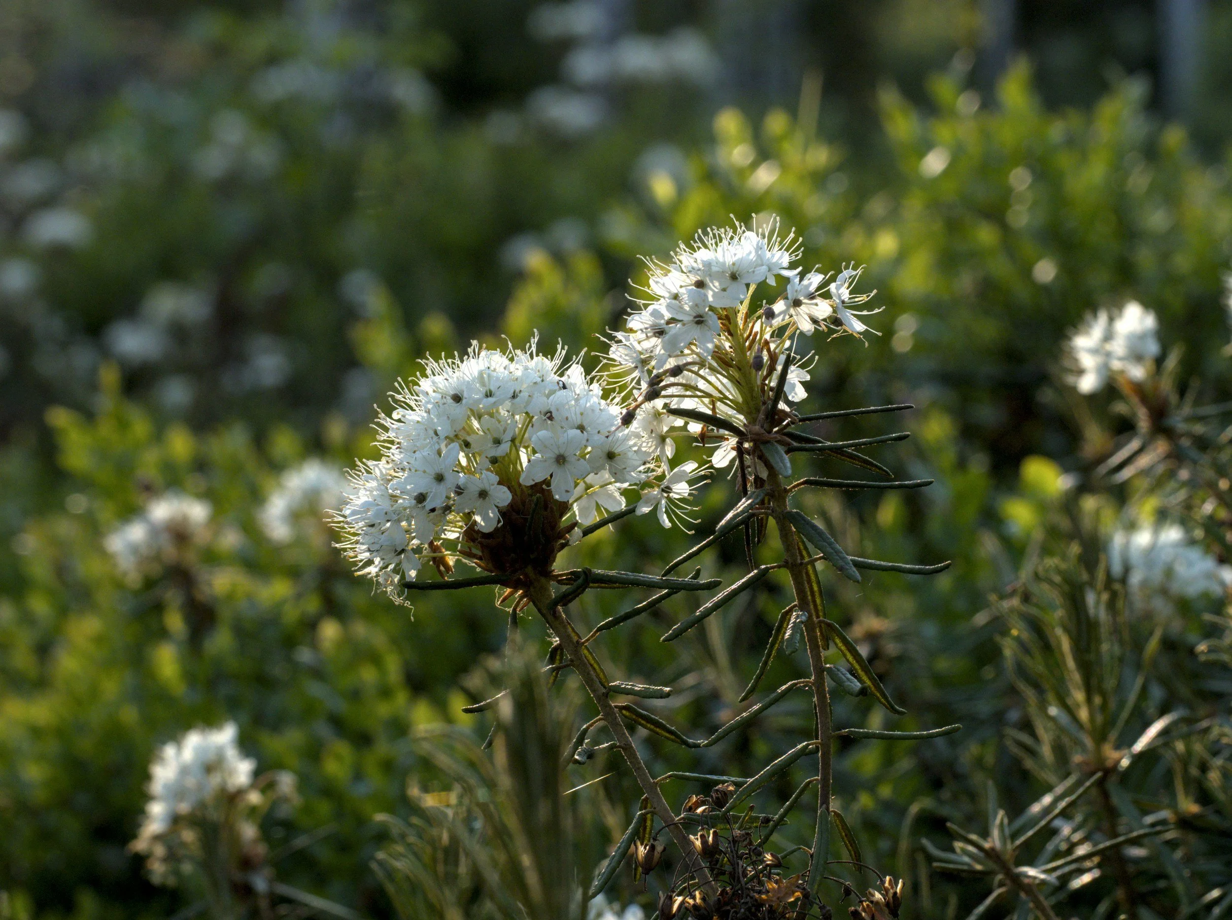 Labrador Tea Plant