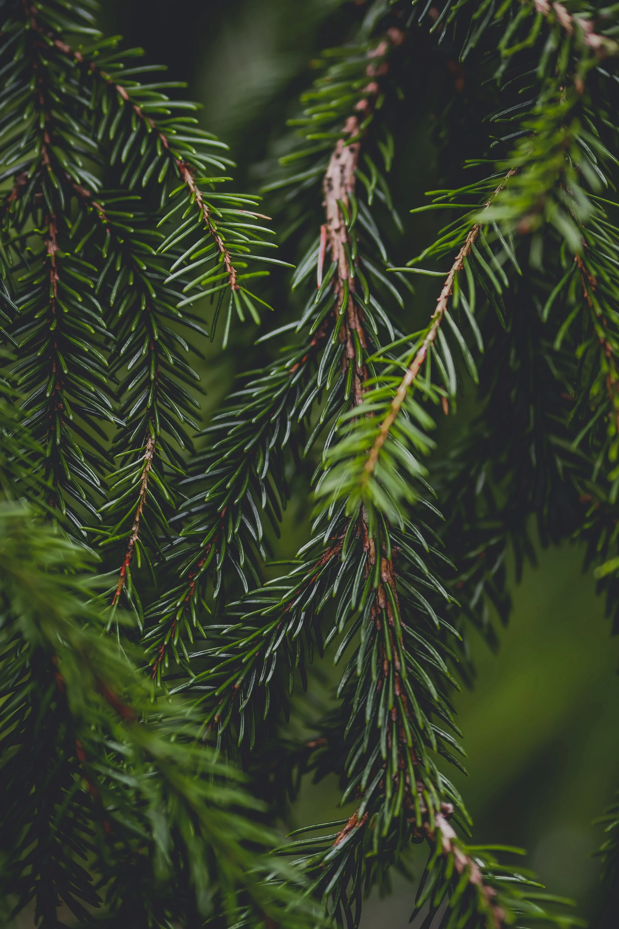 Pine Needles