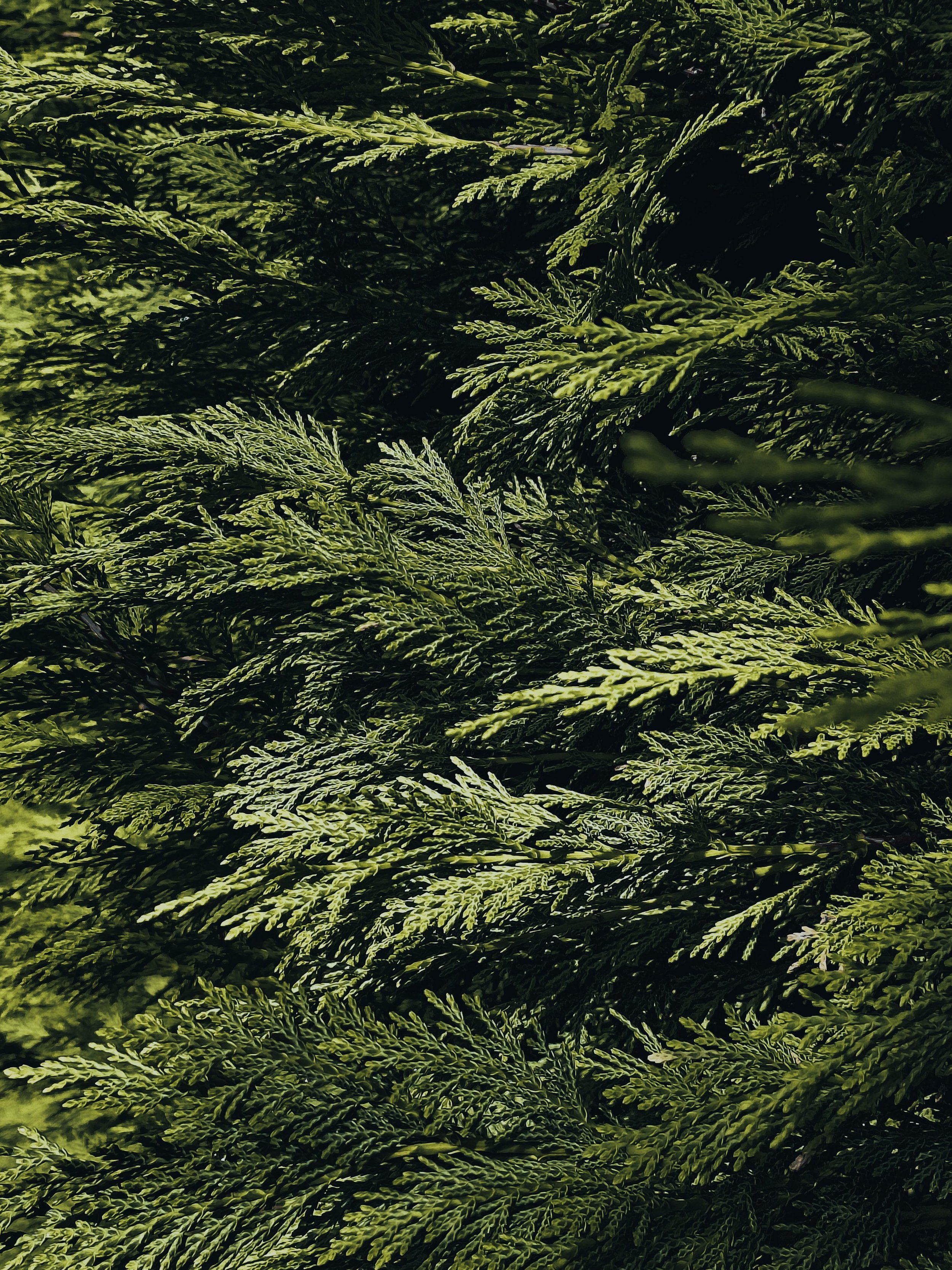 Cedar