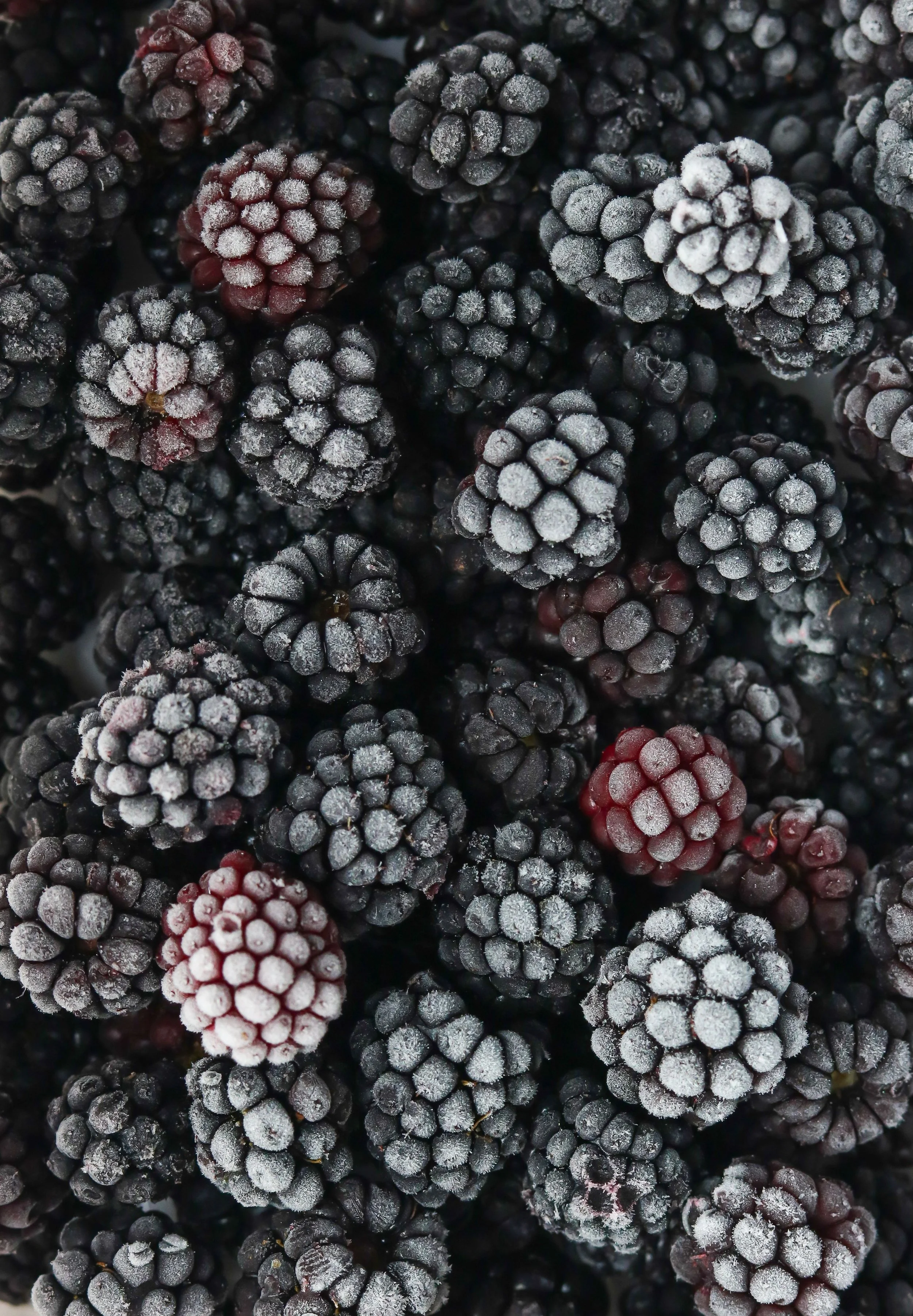 Freeze Dried Blackberries