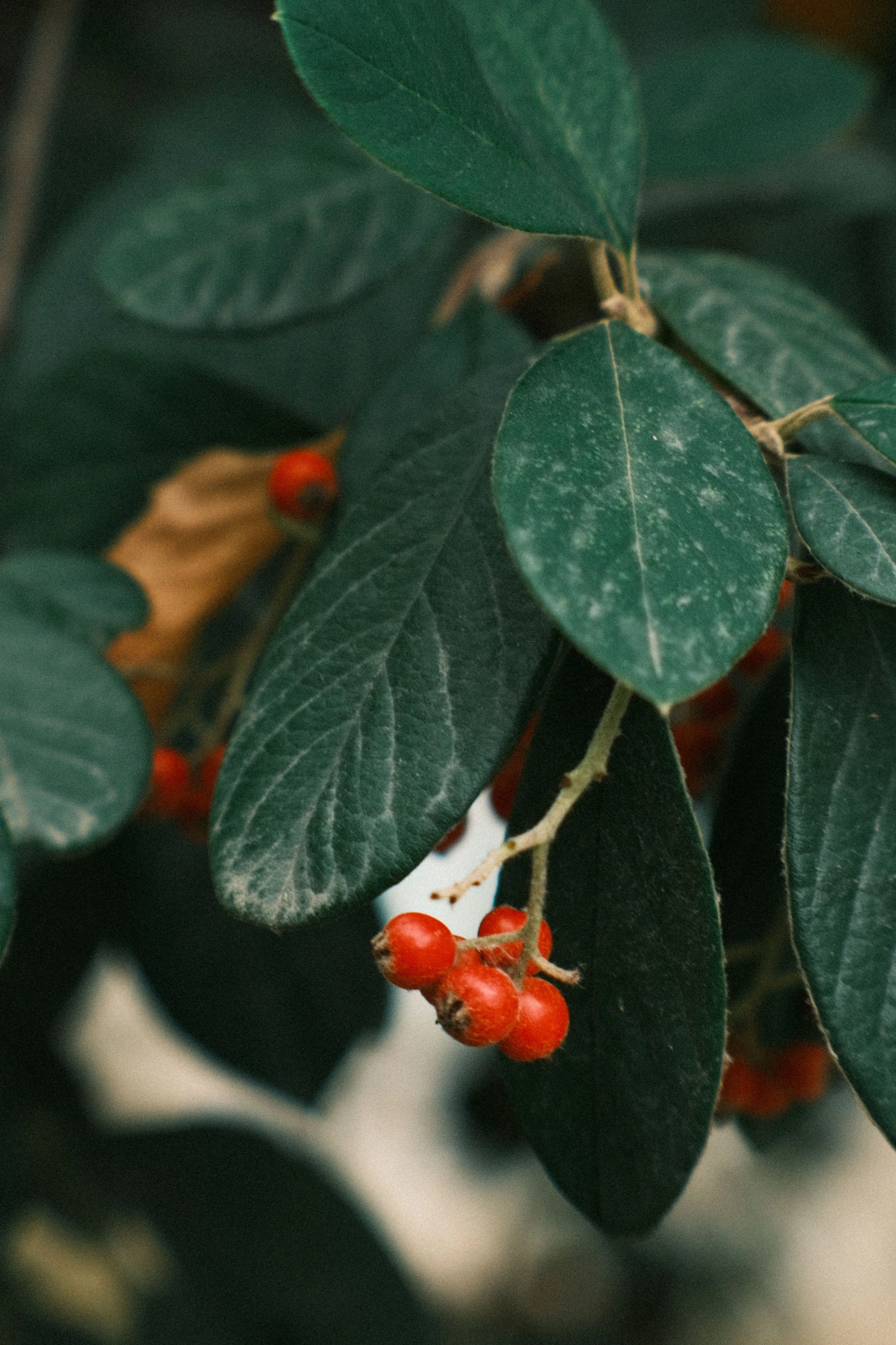 Wintergreen Leaves