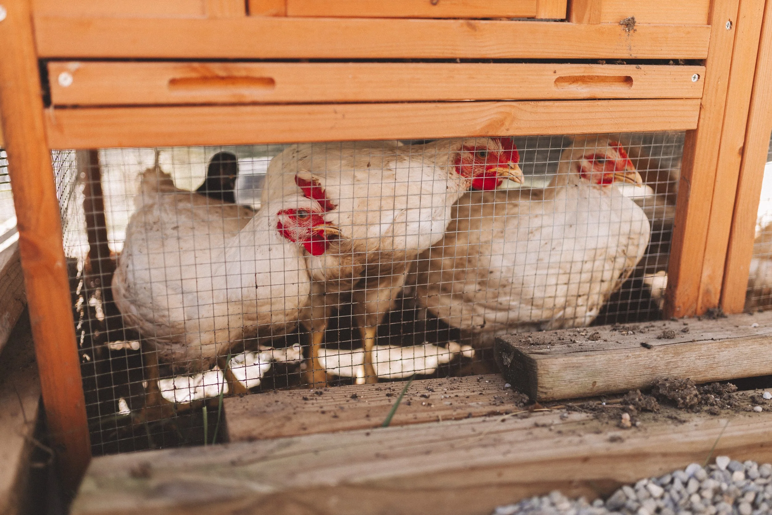 A wooden chicken coop with wire mesh, containing two white chickens with red combs.
