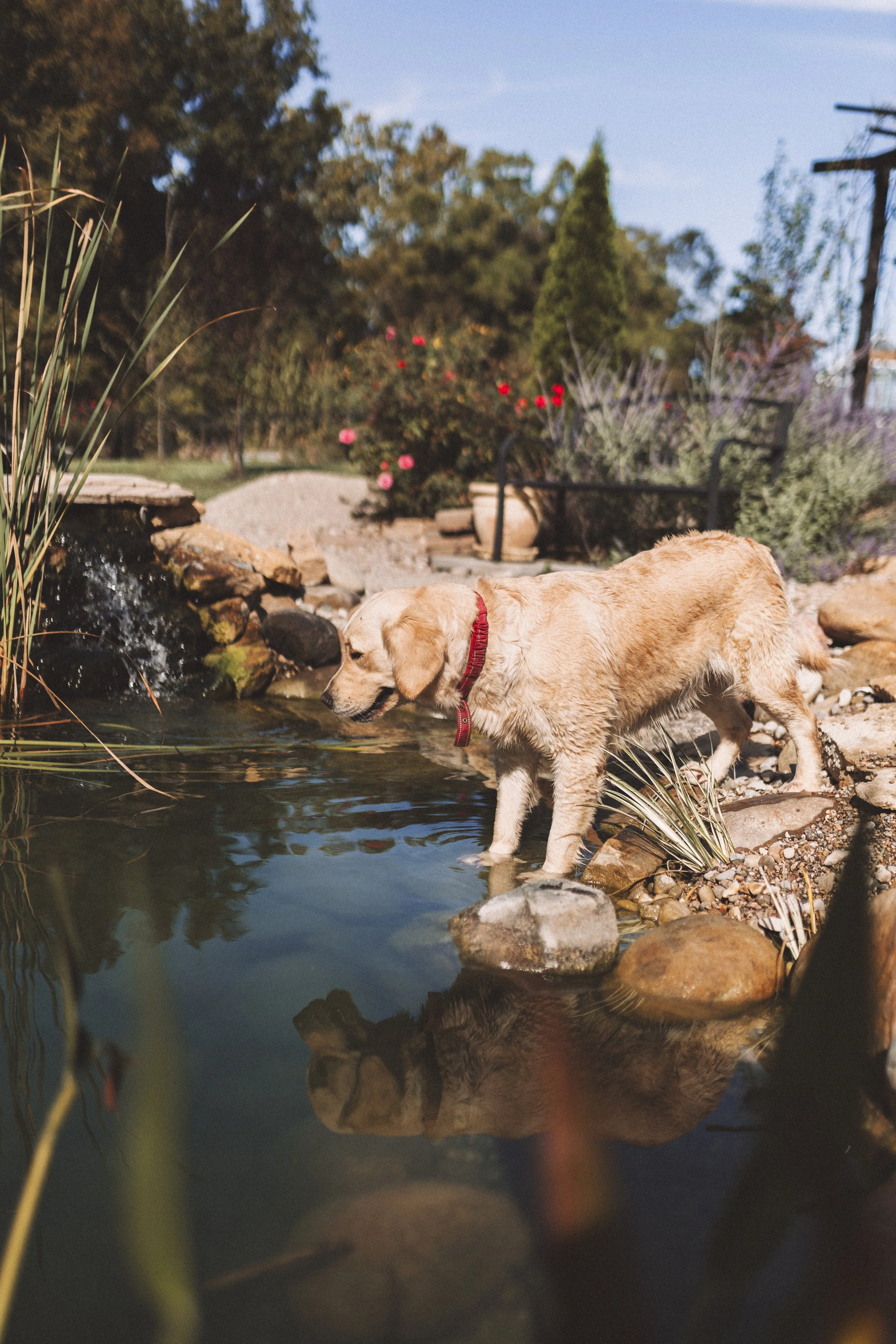 A yellow Labrador puppy with a red collar drinking water from a small pond in a garden setting during daytime.