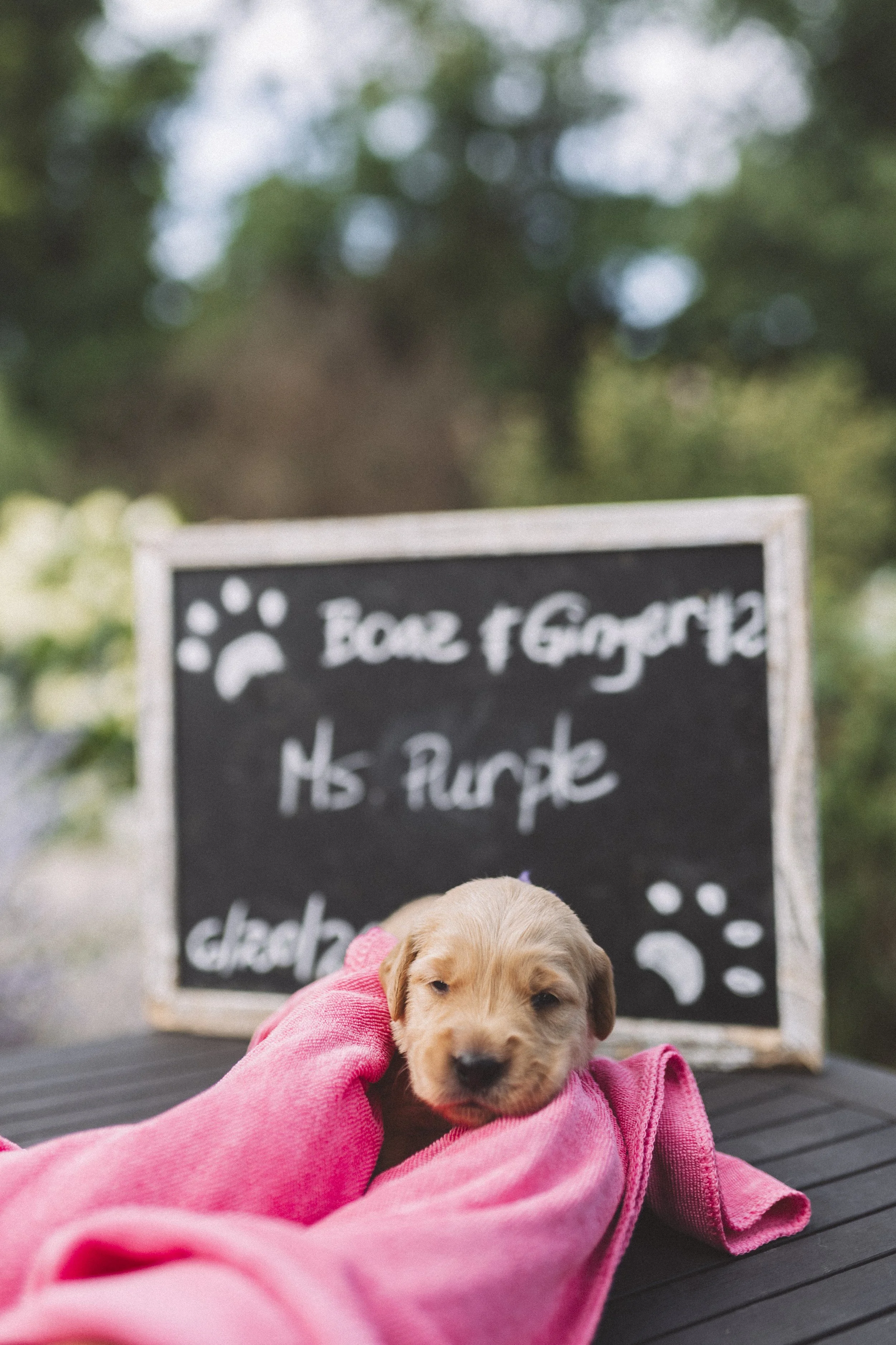 Ginger.MsPurple.JPG