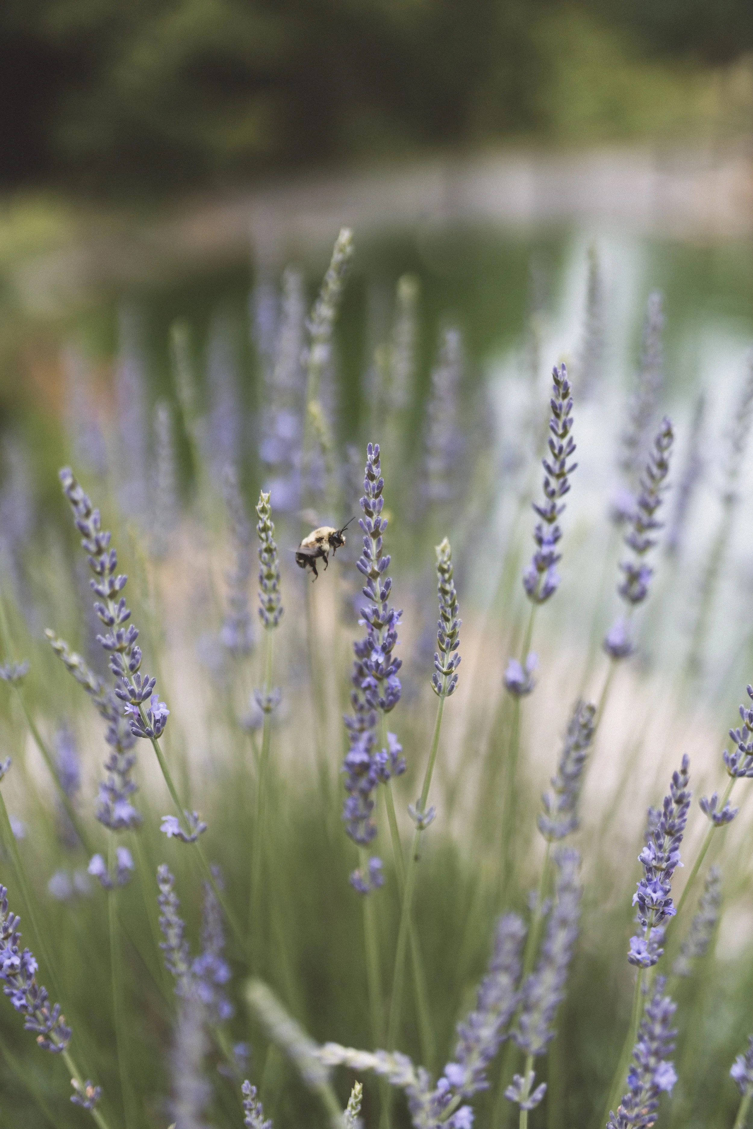 Close-up of a bee flying near lavender flowers in a garden.