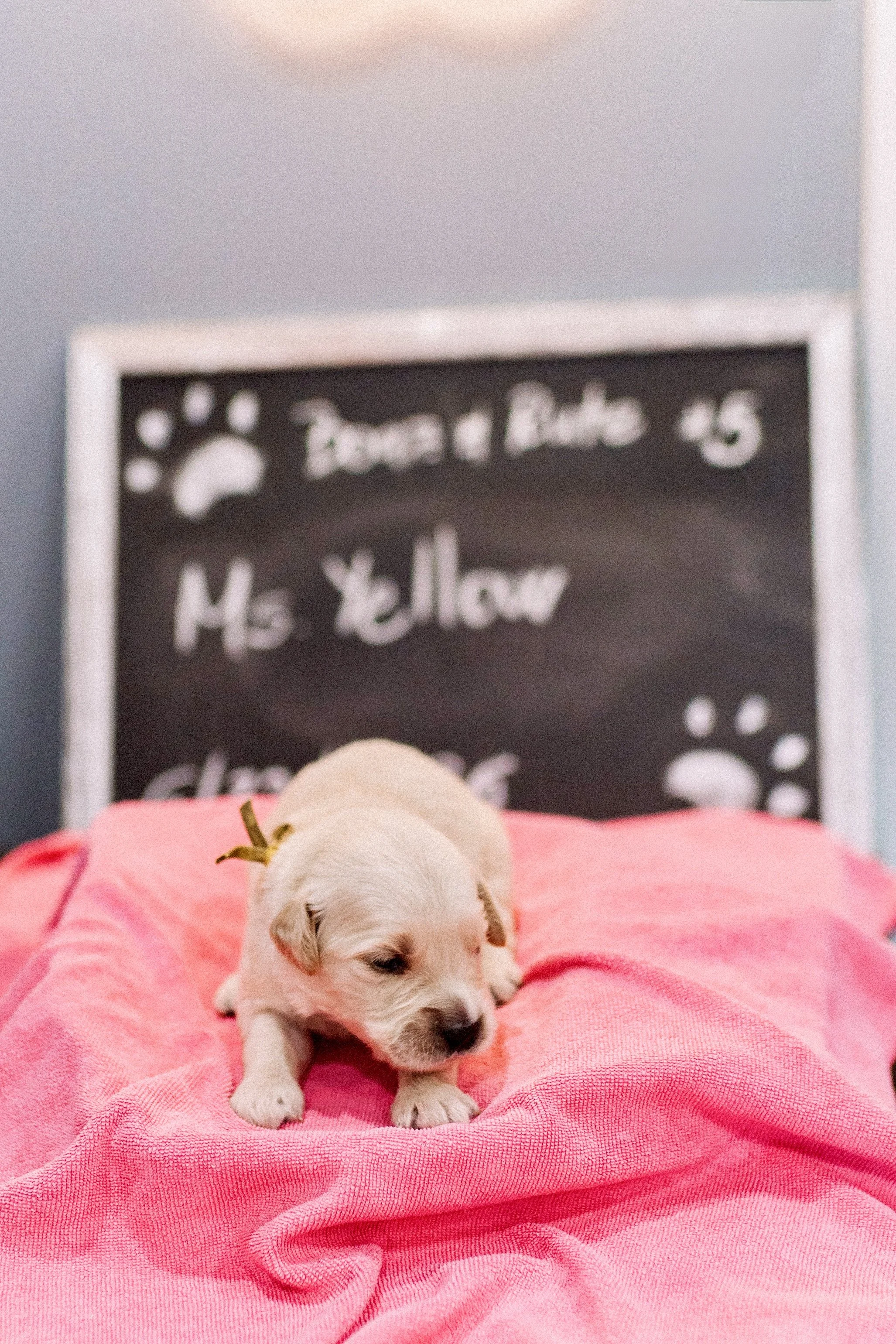 Ms. Yellow