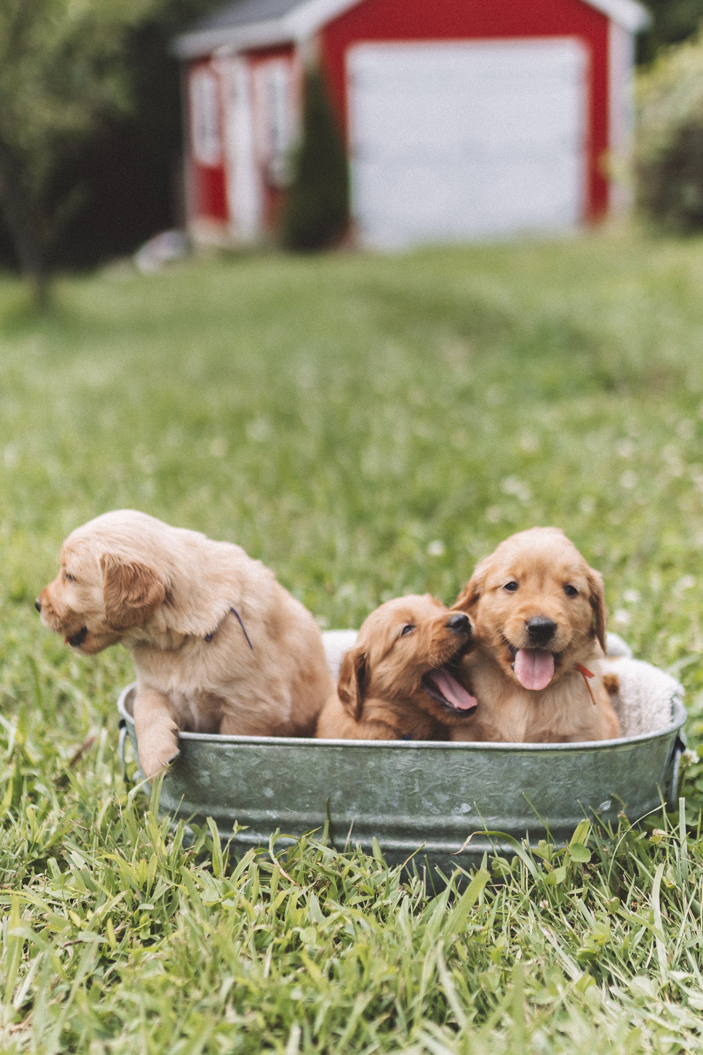 Group of four golden retriever puppies sitting in a metal basin outdoors on green grass with a red barn in the background.