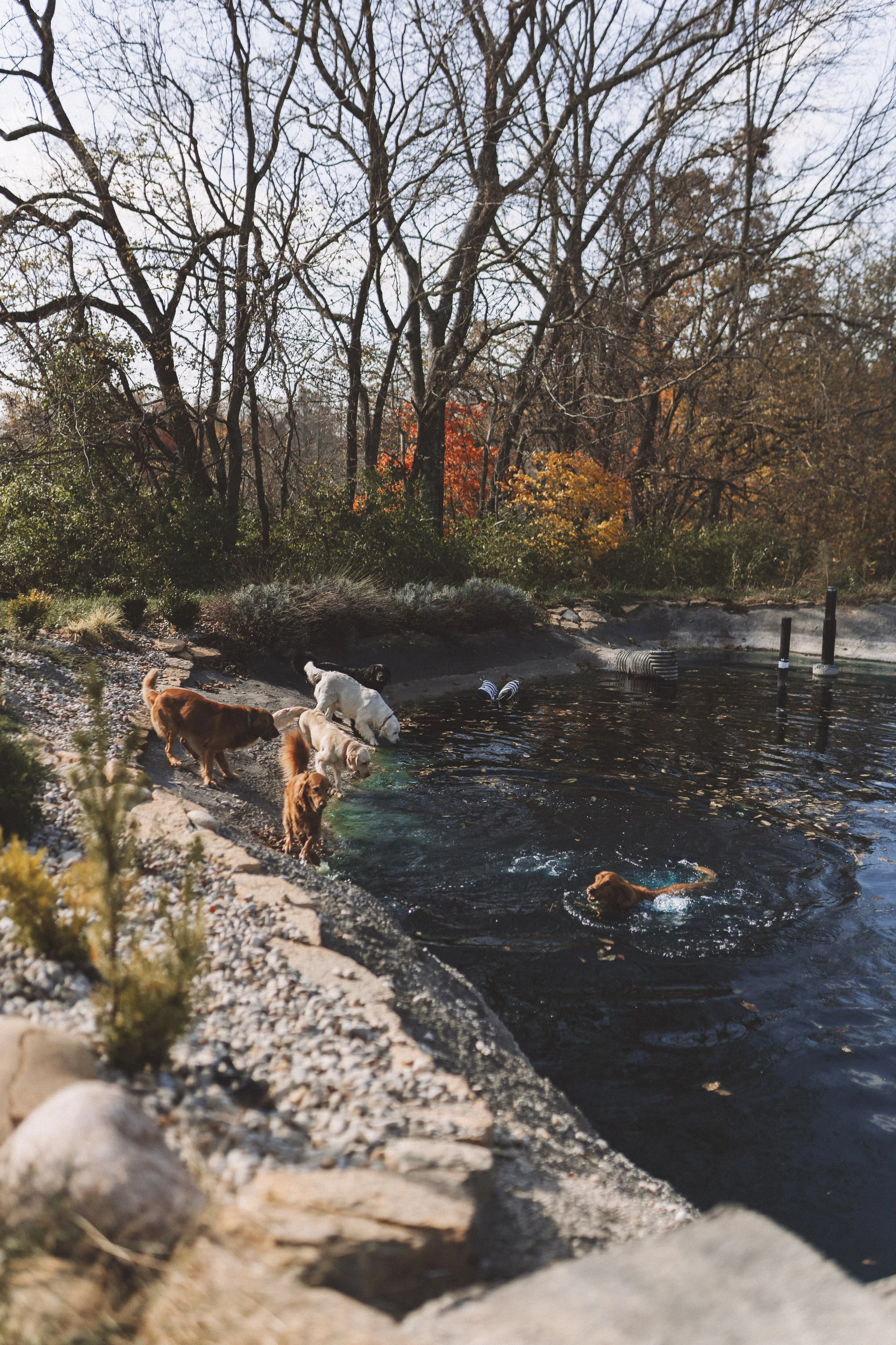 Several dogs playing and swimming in a small pond with trees showing fall foliage in the background.