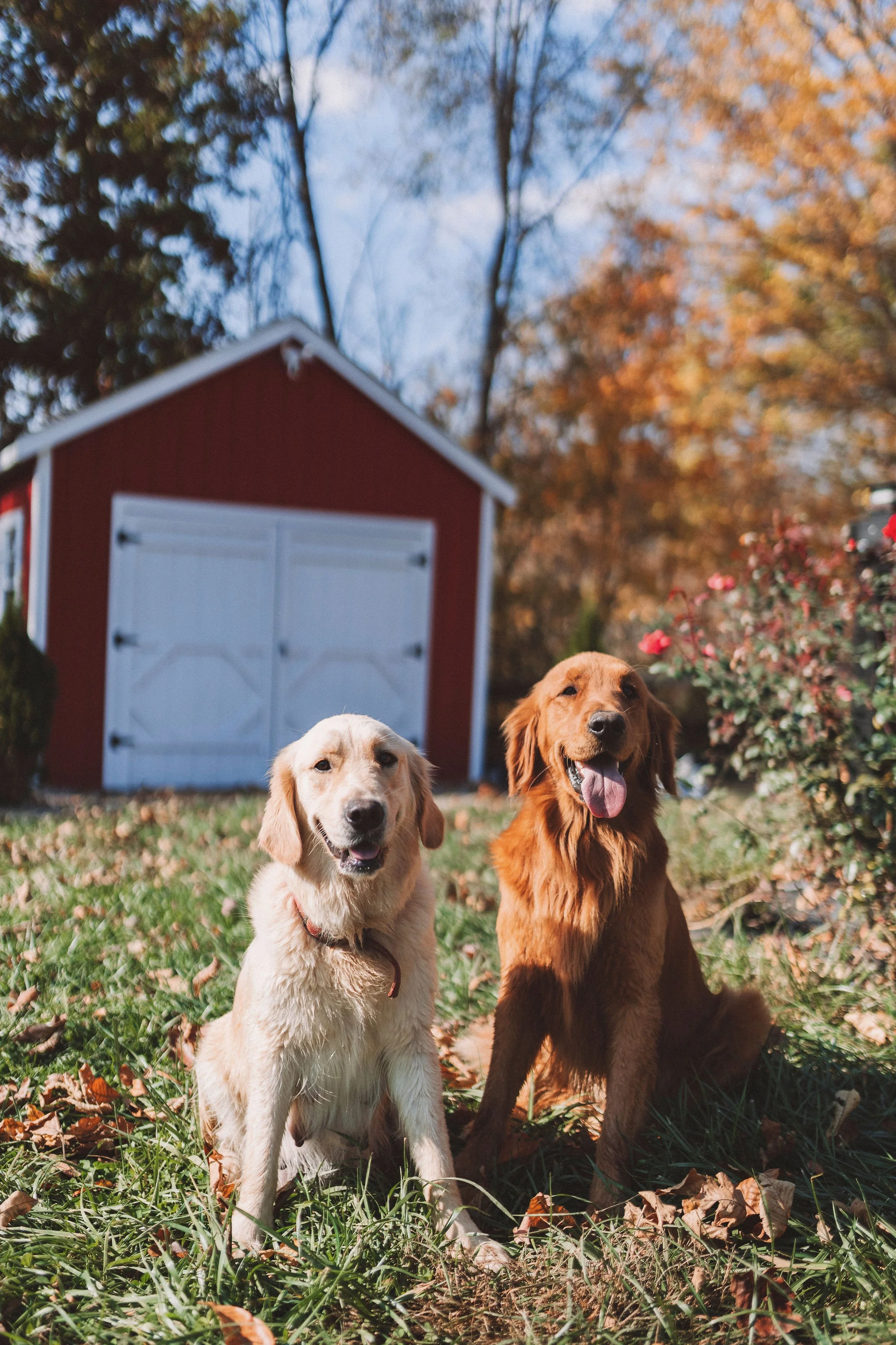 Two dogs sitting on grass in front of a red shed with a white door, autumn trees with orange leaves in the background, and a clear blue sky.